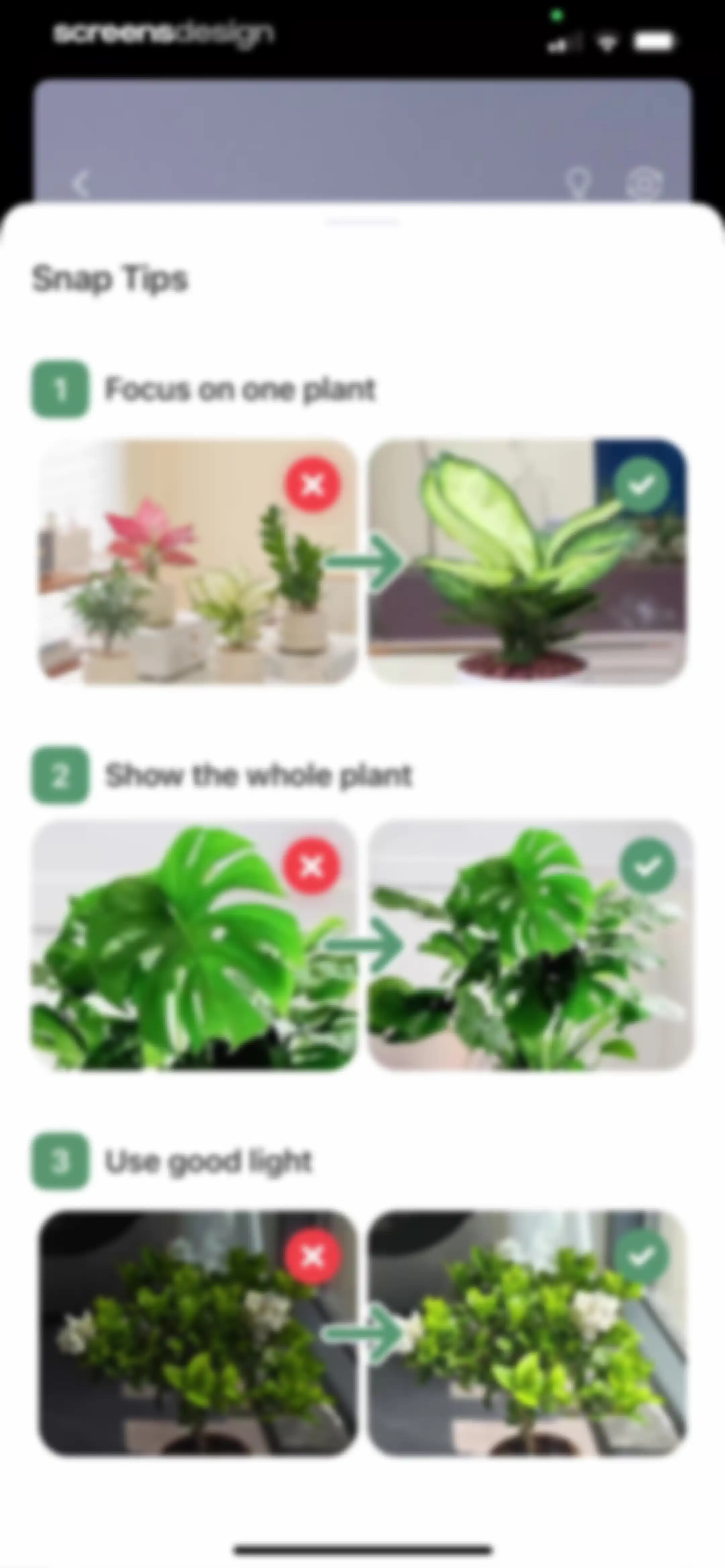 Verde Finder : identify plants screen 22