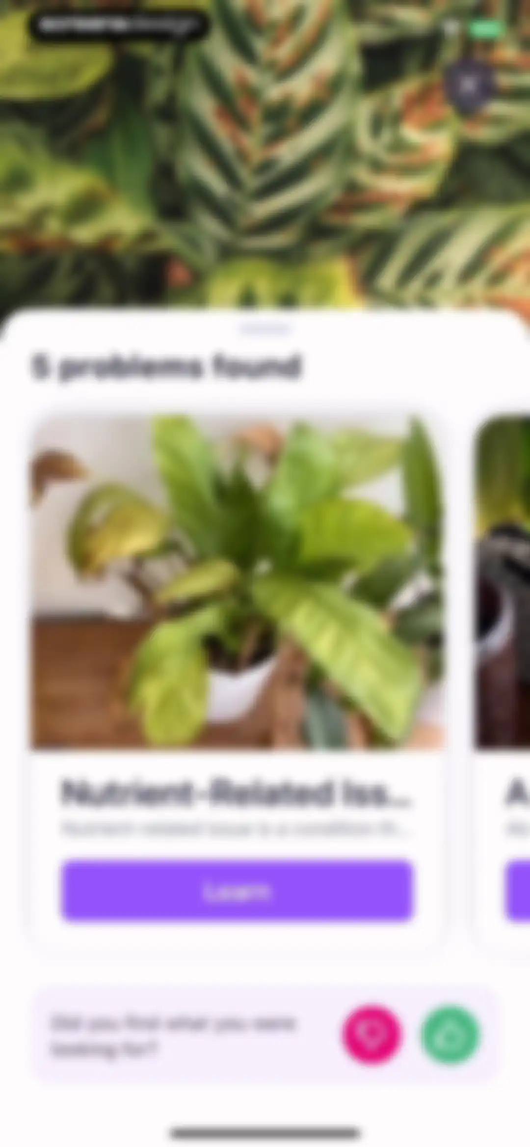 AI Plant Identifier・Care－Lily screen 34