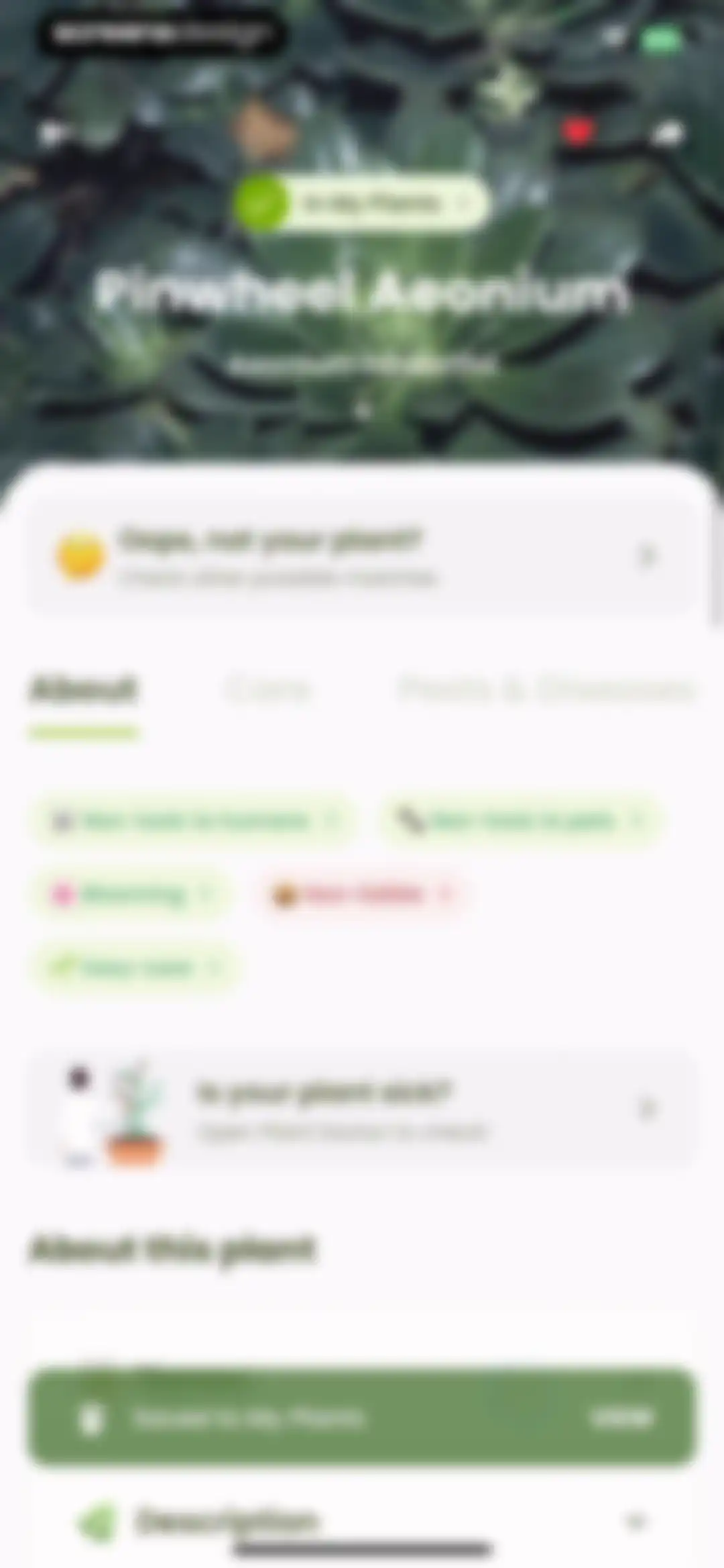Plant Identifier & Care: Ficus screen 80
