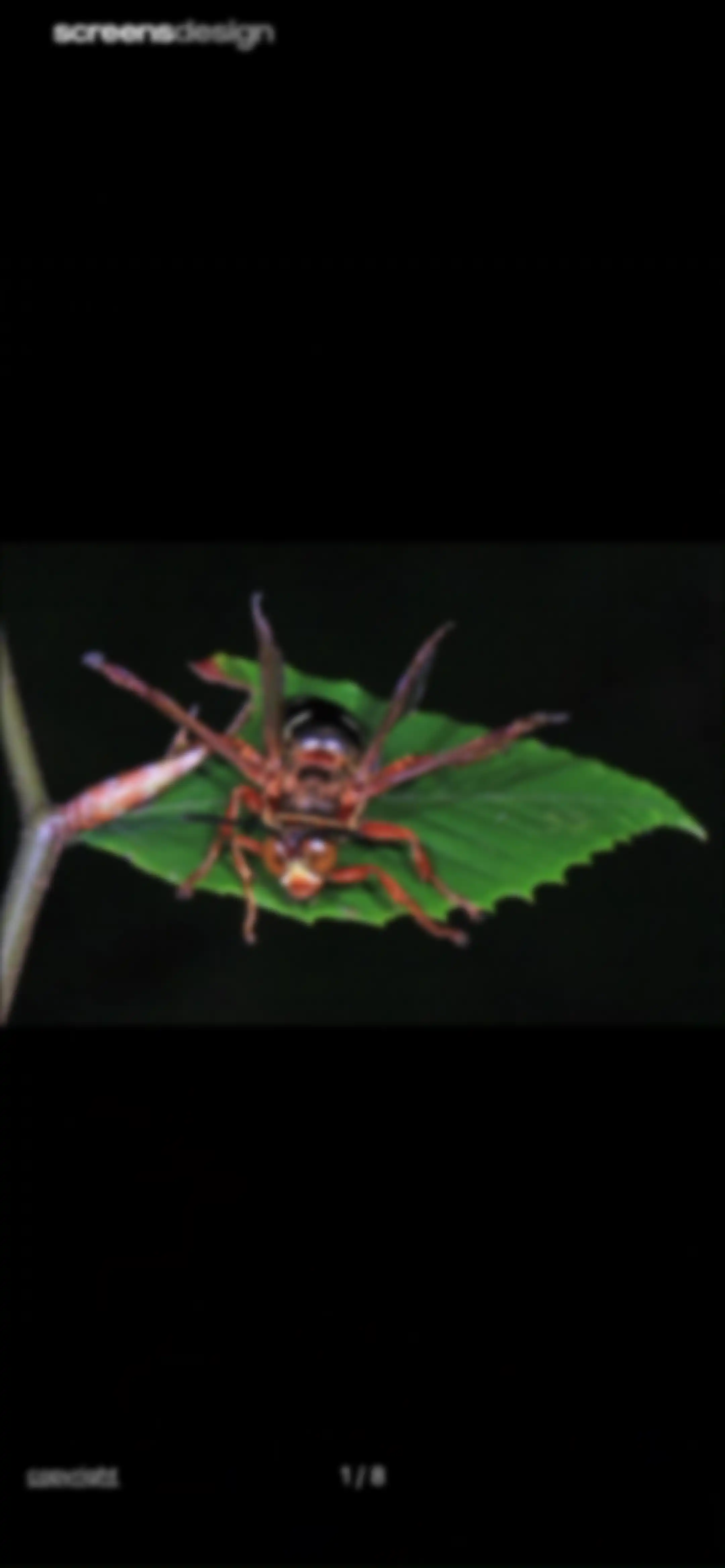 Picture Insect: Bug Identifier screen 27