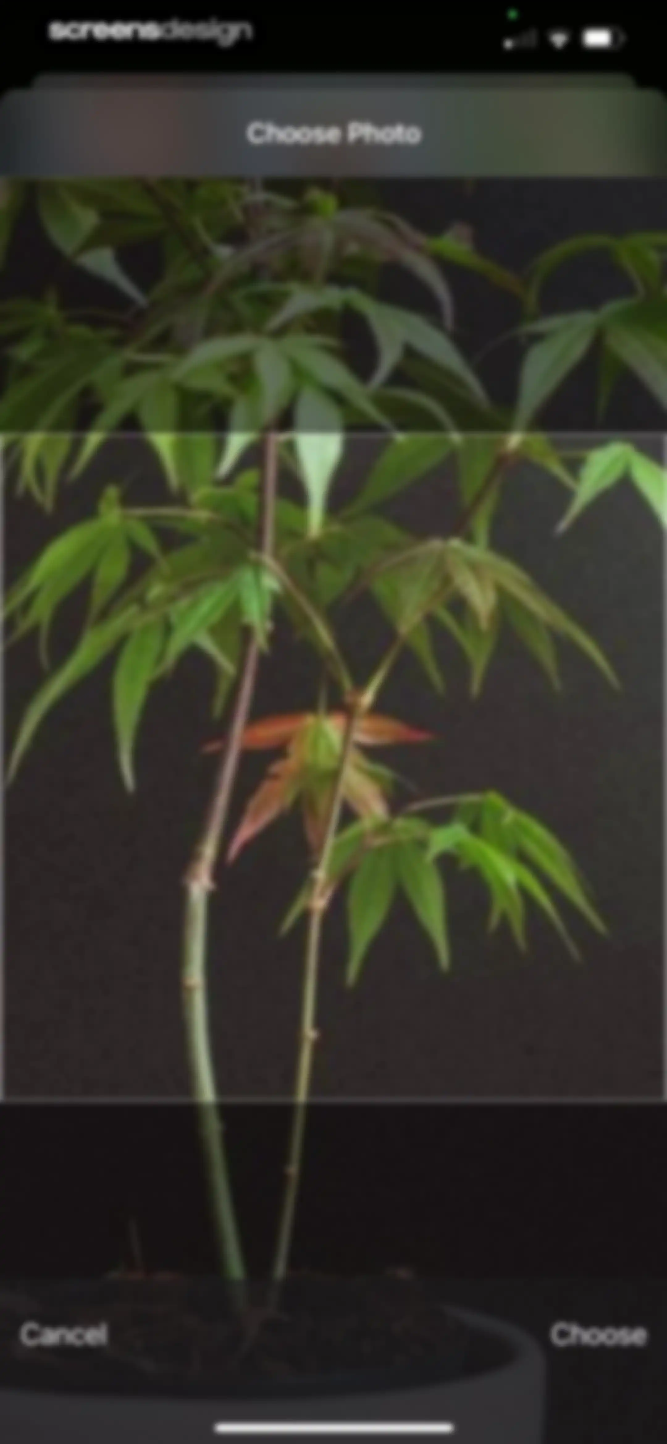 Plant Identifier & Care App screen 119