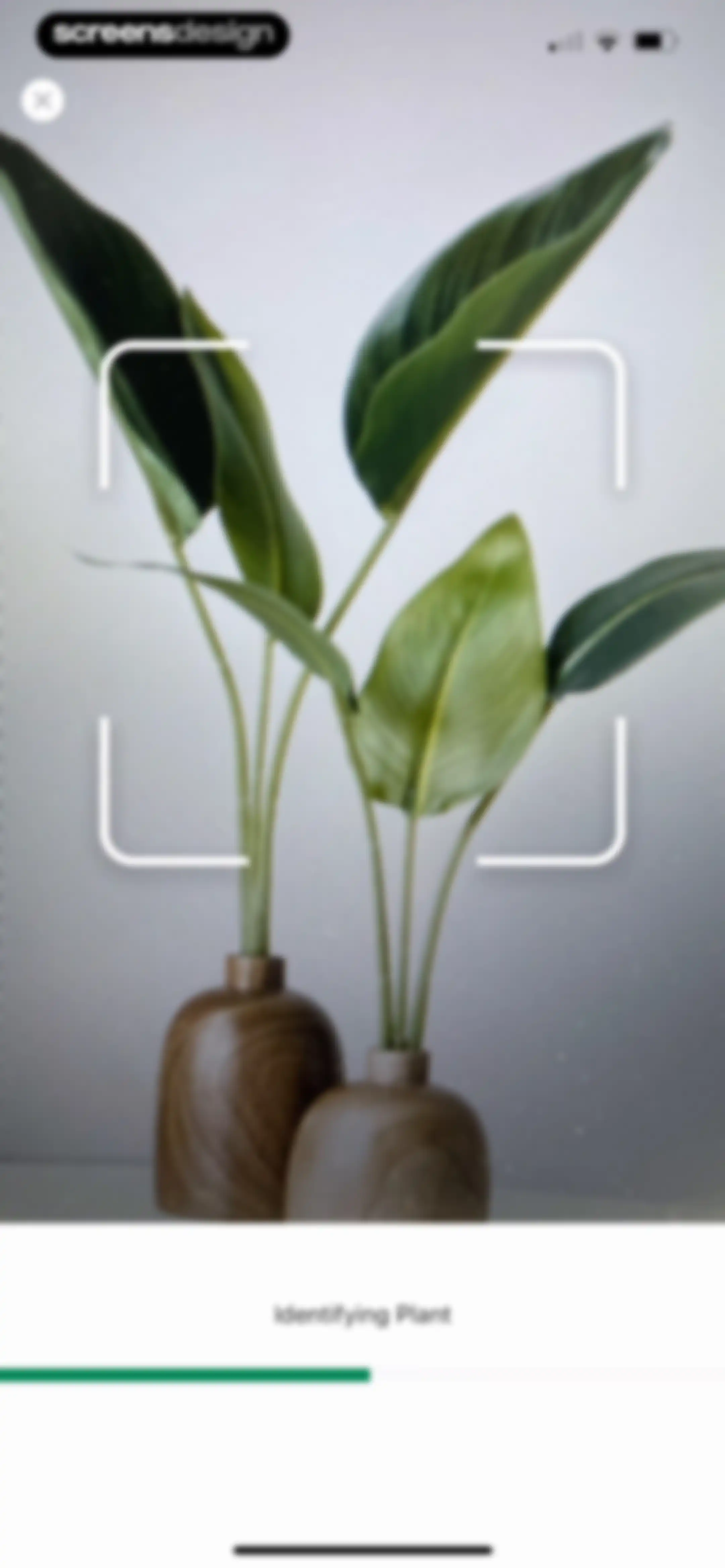 Identify My Plant Now screen 29