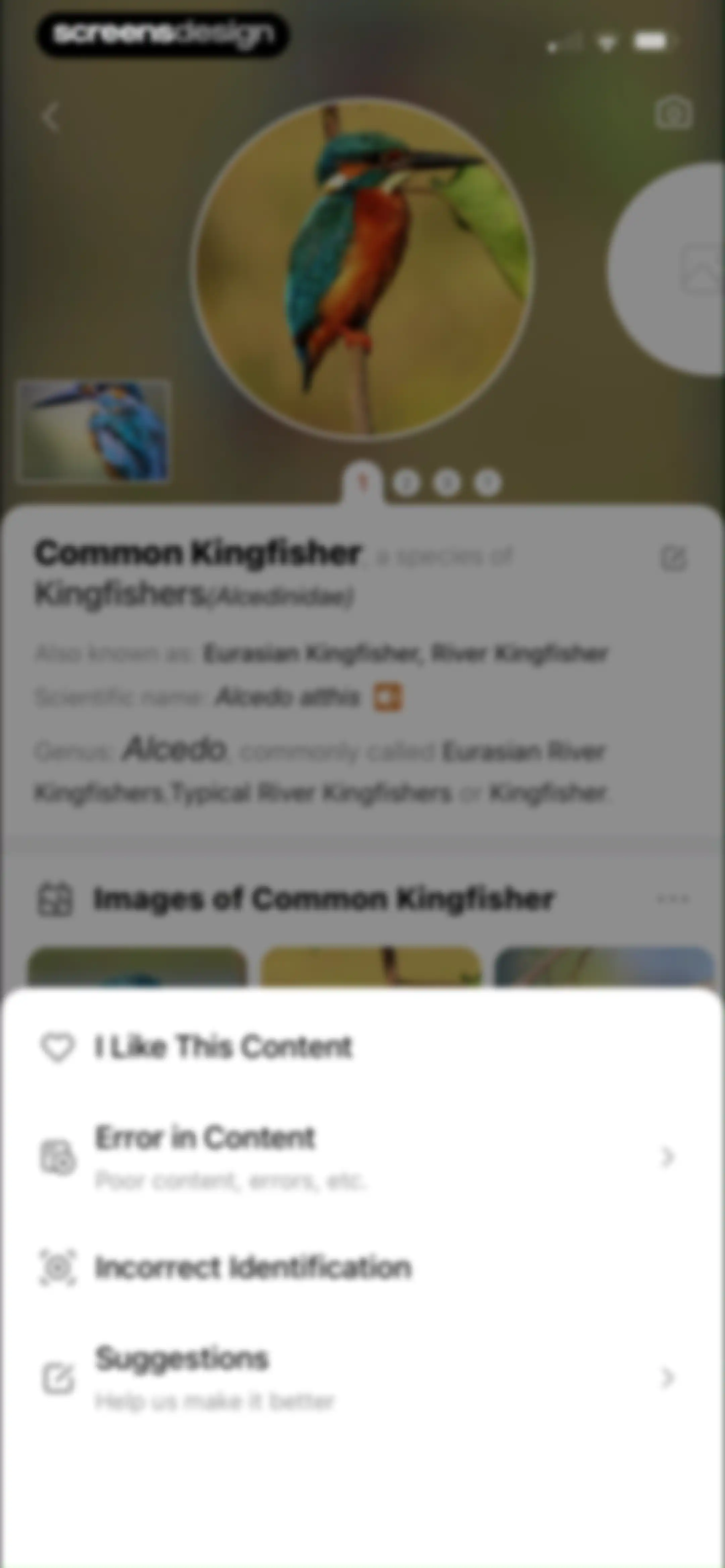 Picture Bird: Bird identifier screen 33