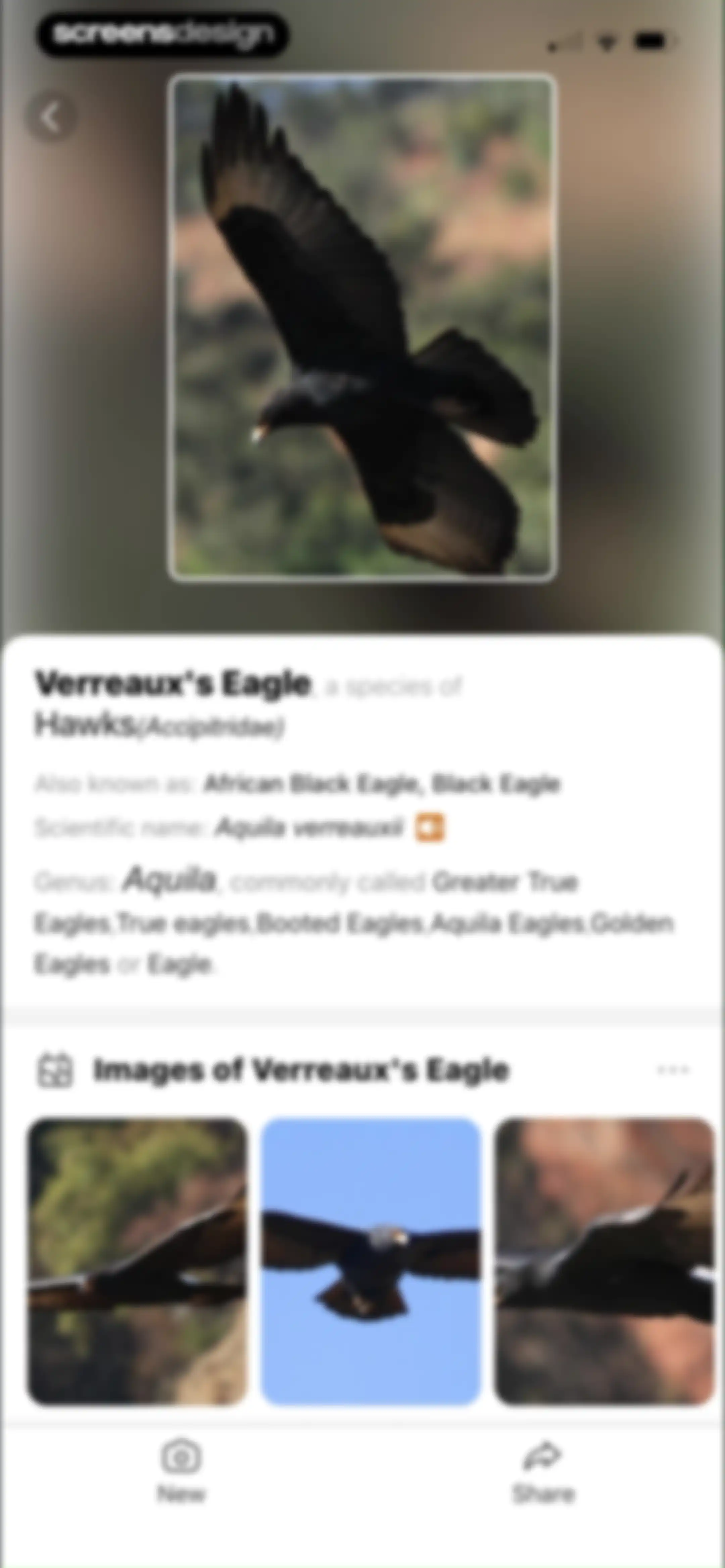 Picture Bird: Bird identifier screen 93