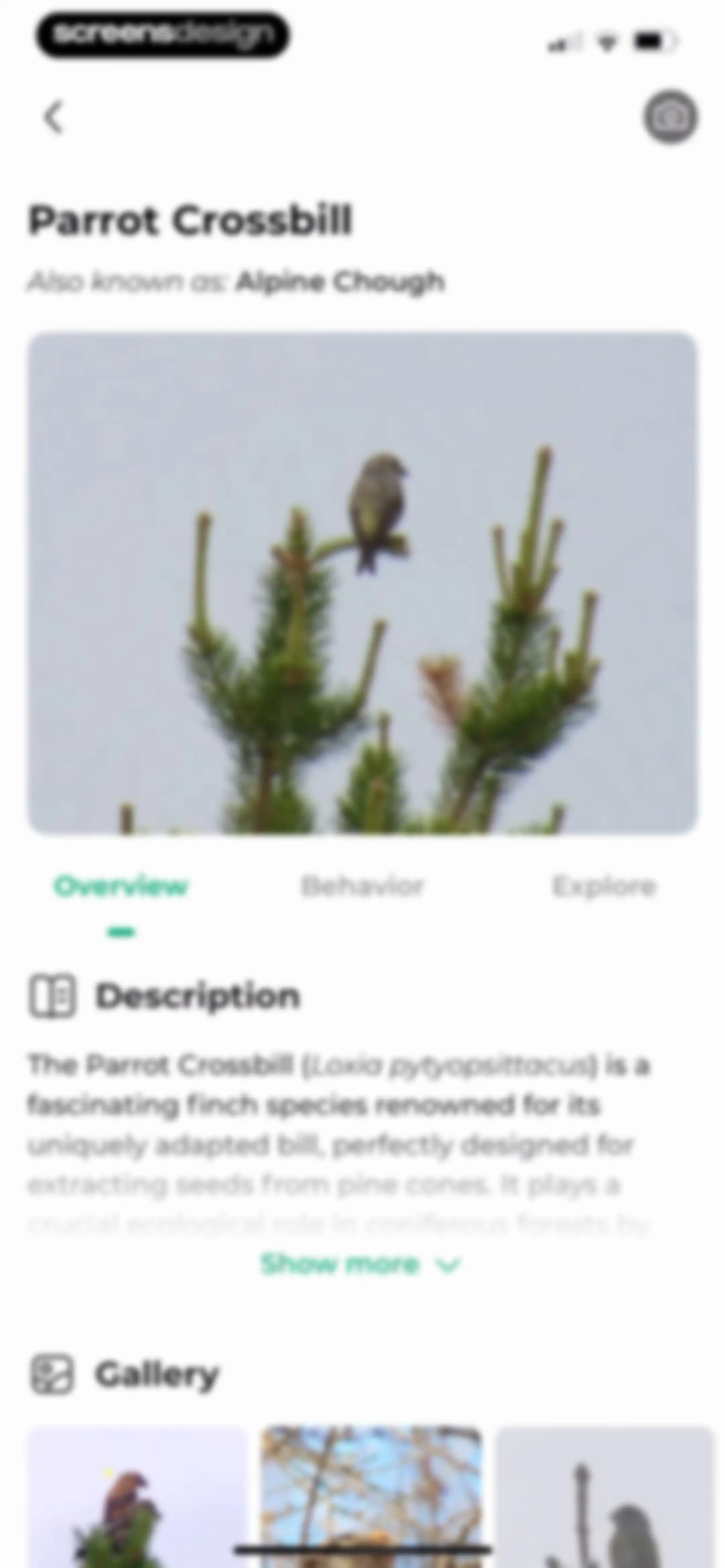 Bird Identifier: BirdScope screen 49