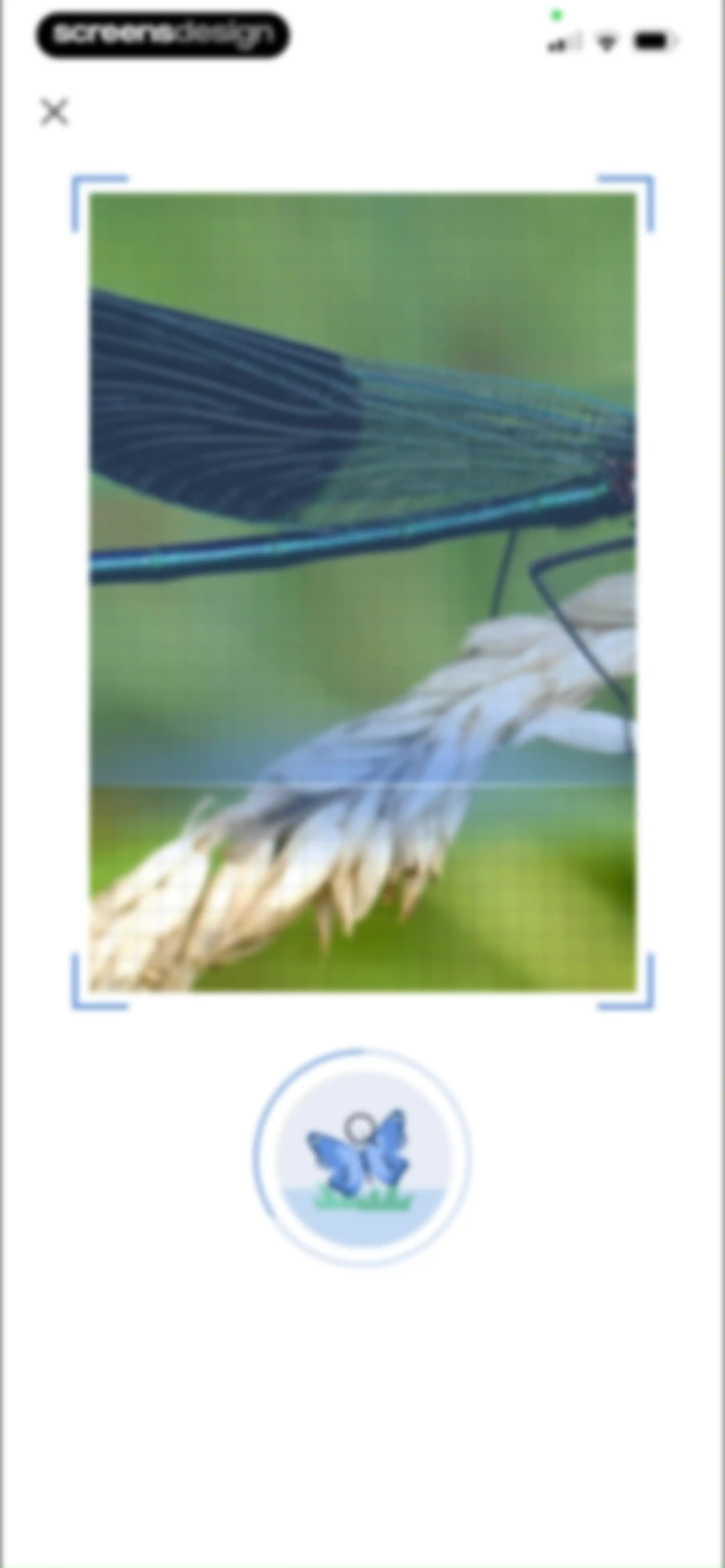 Picture Insect: Bug Identifier screen 93
