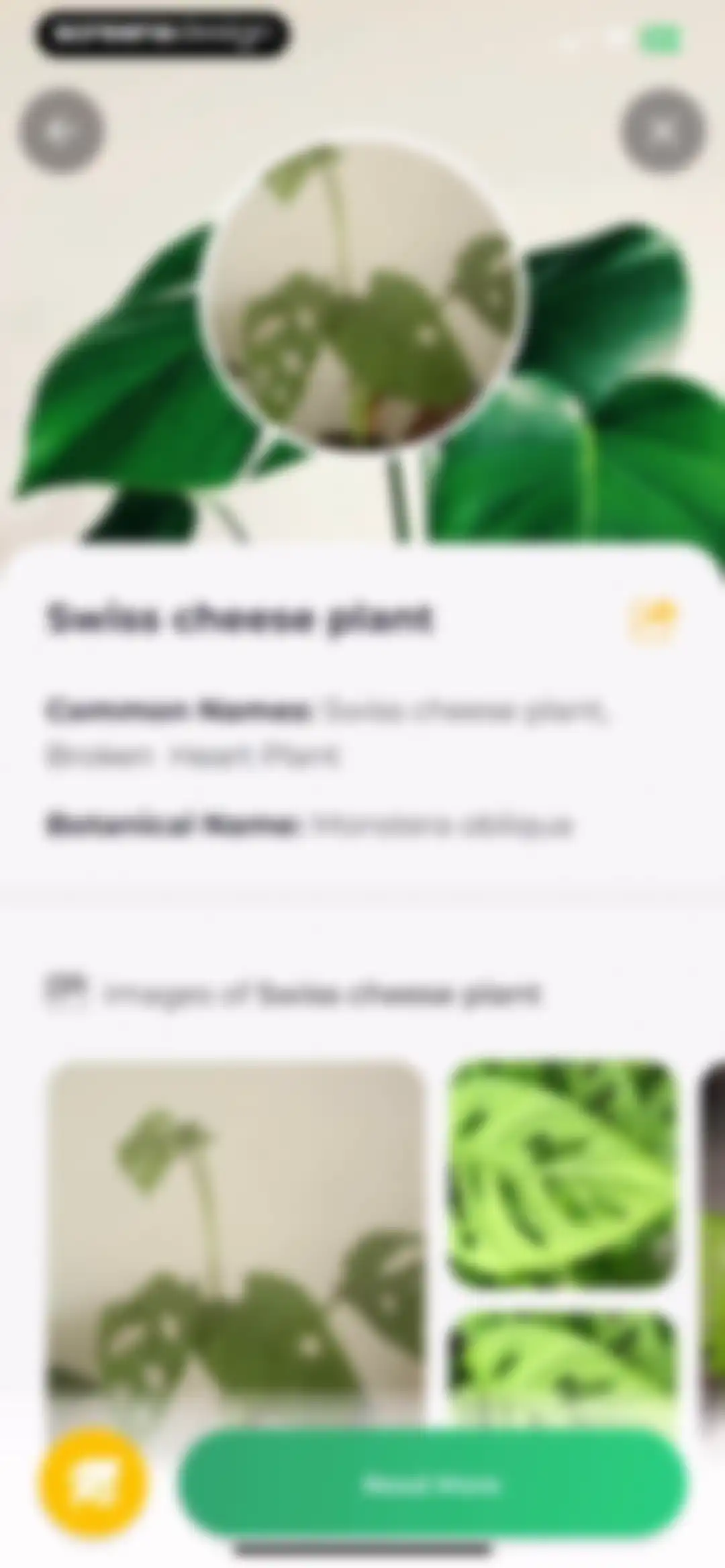 Plant Identifier: LeafSnap screen 13