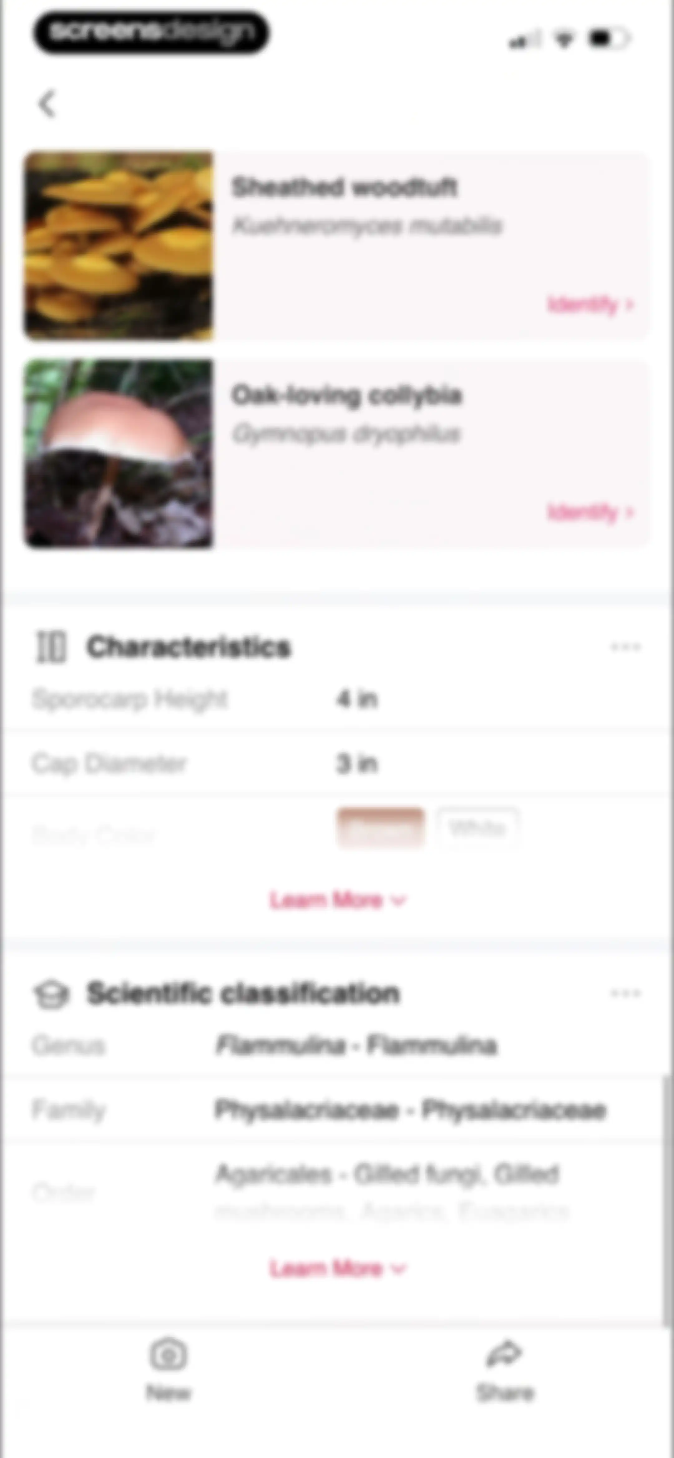 Picture Mushroom: Identifier screen 59