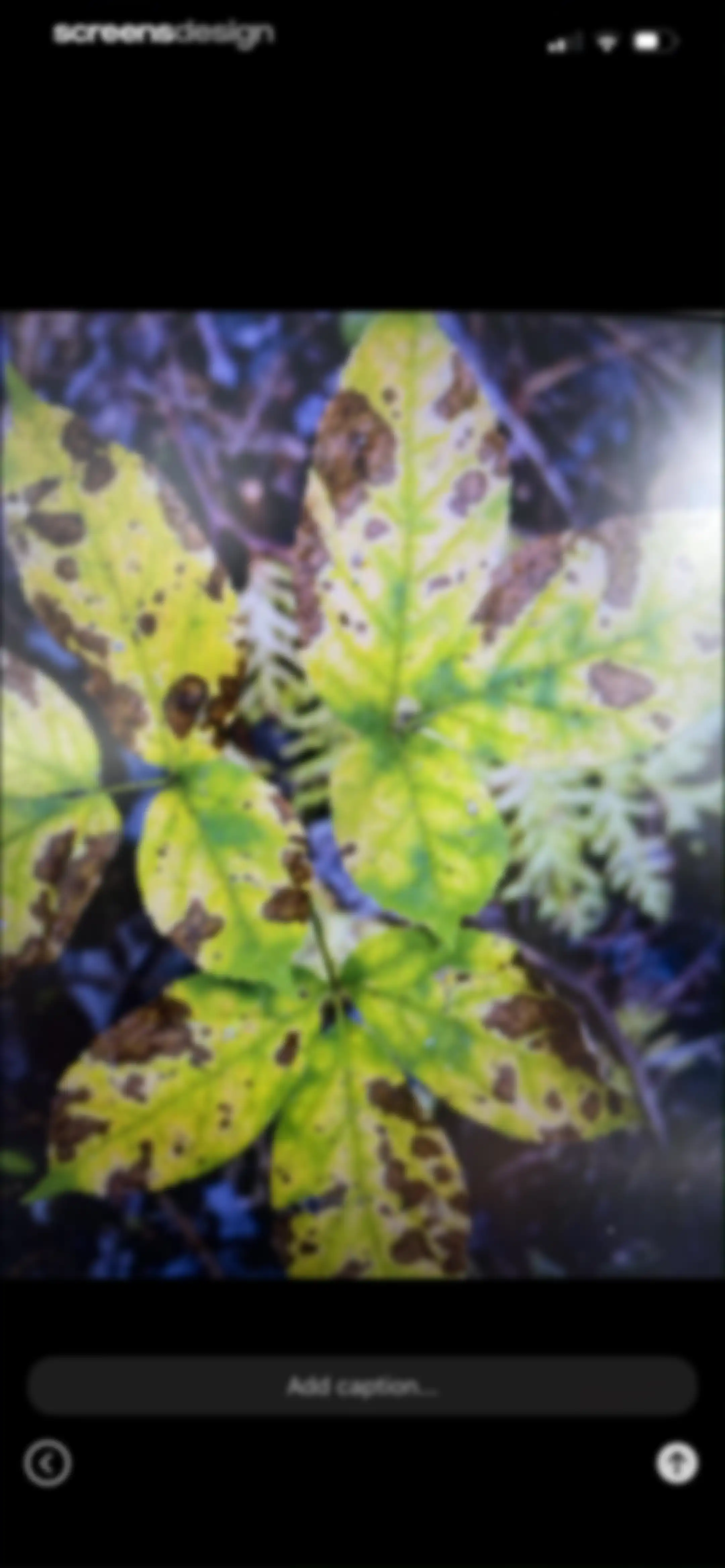 Plant Identification－Plantaria screen 34