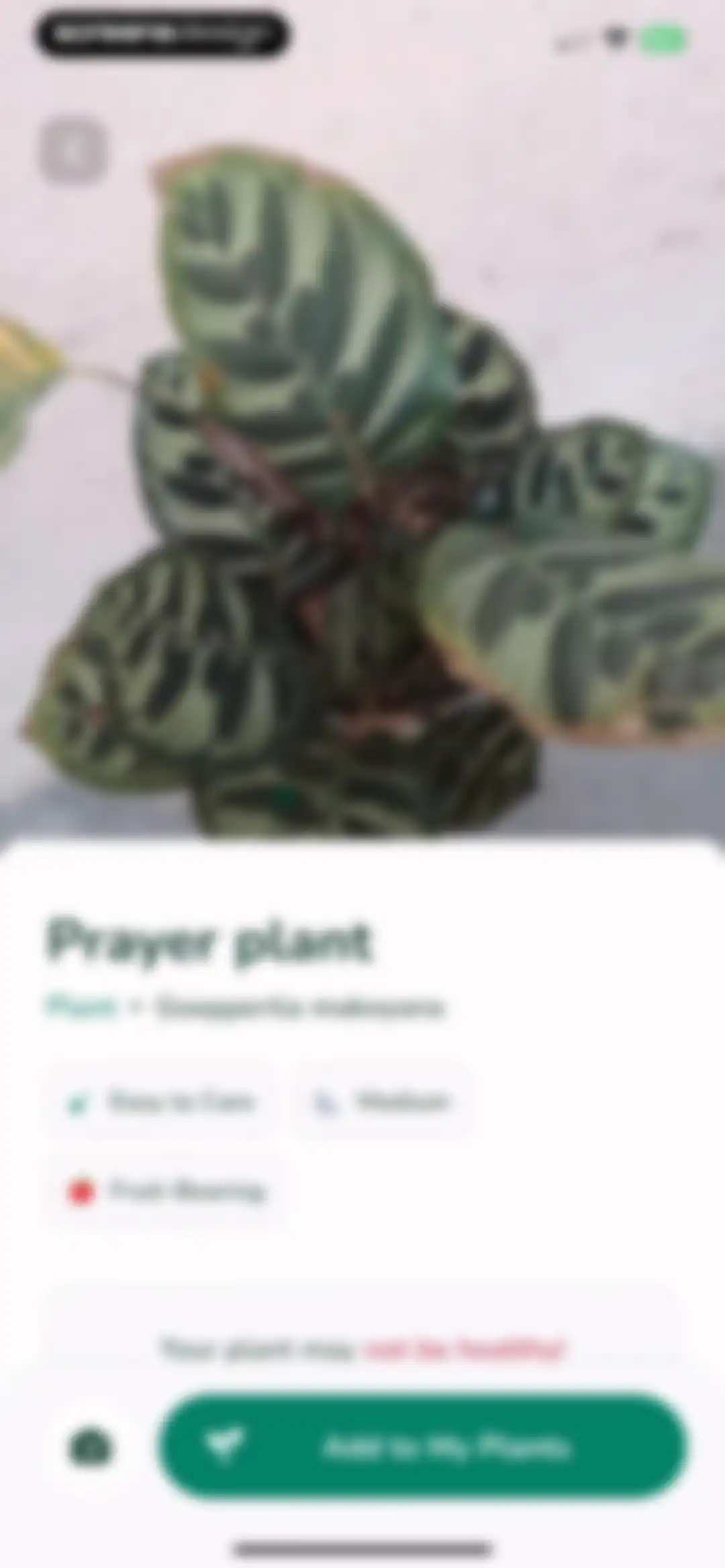 Plantify: AI Plant Identifier screen 31