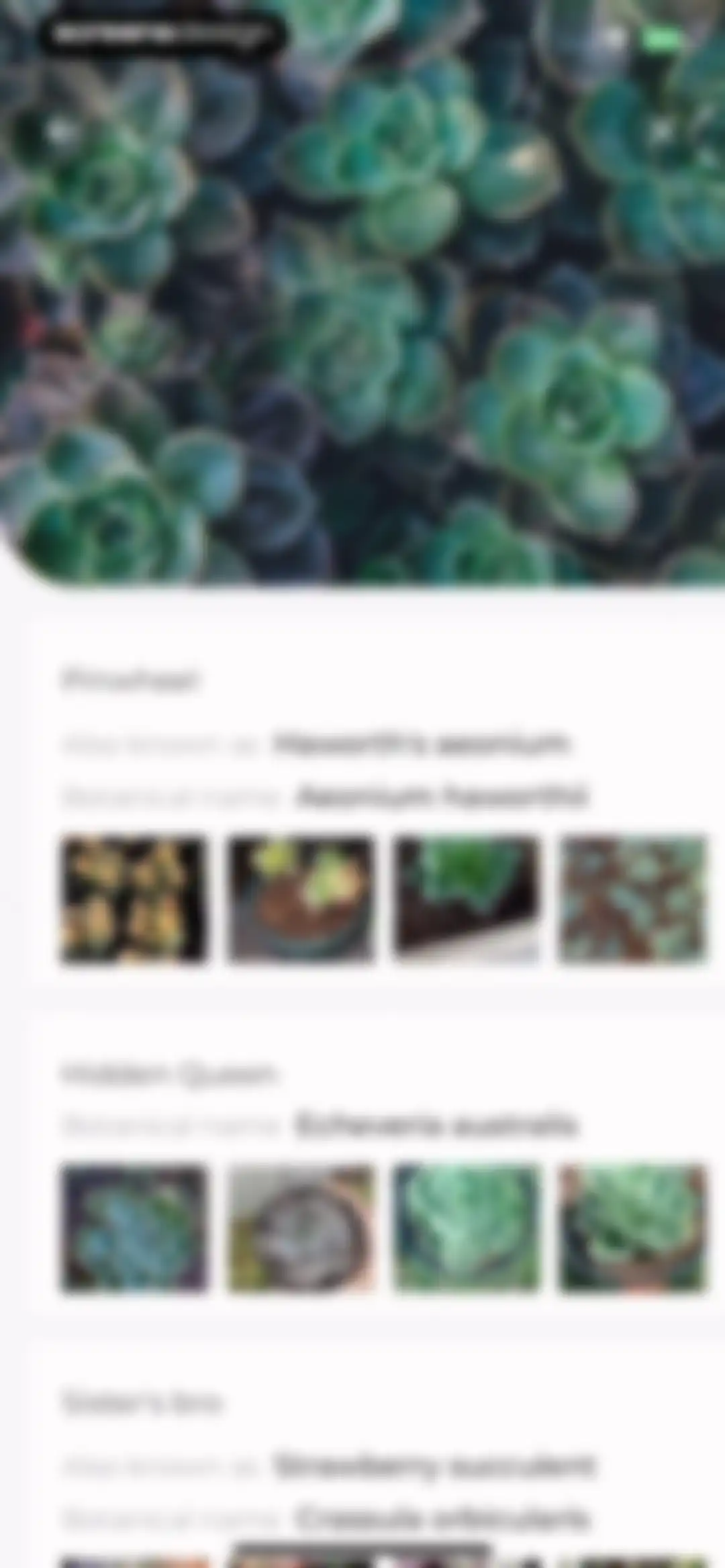 Plant Identifier: LeafSnap screen 28