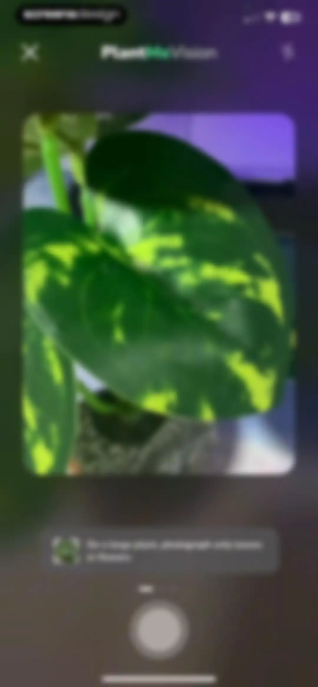 Plant Identifier - PlantMe screen 11