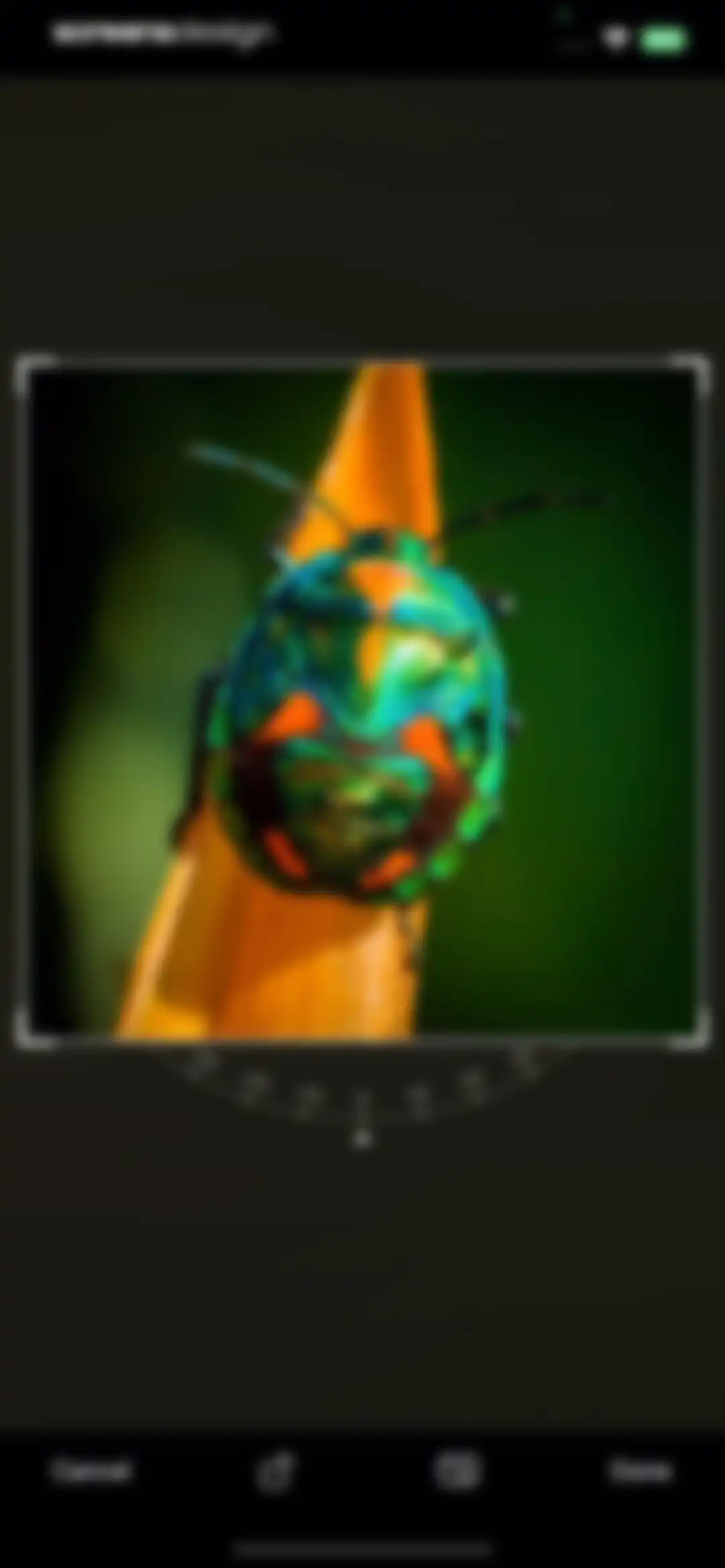 Bug Identifier: AI Insect id screen 11