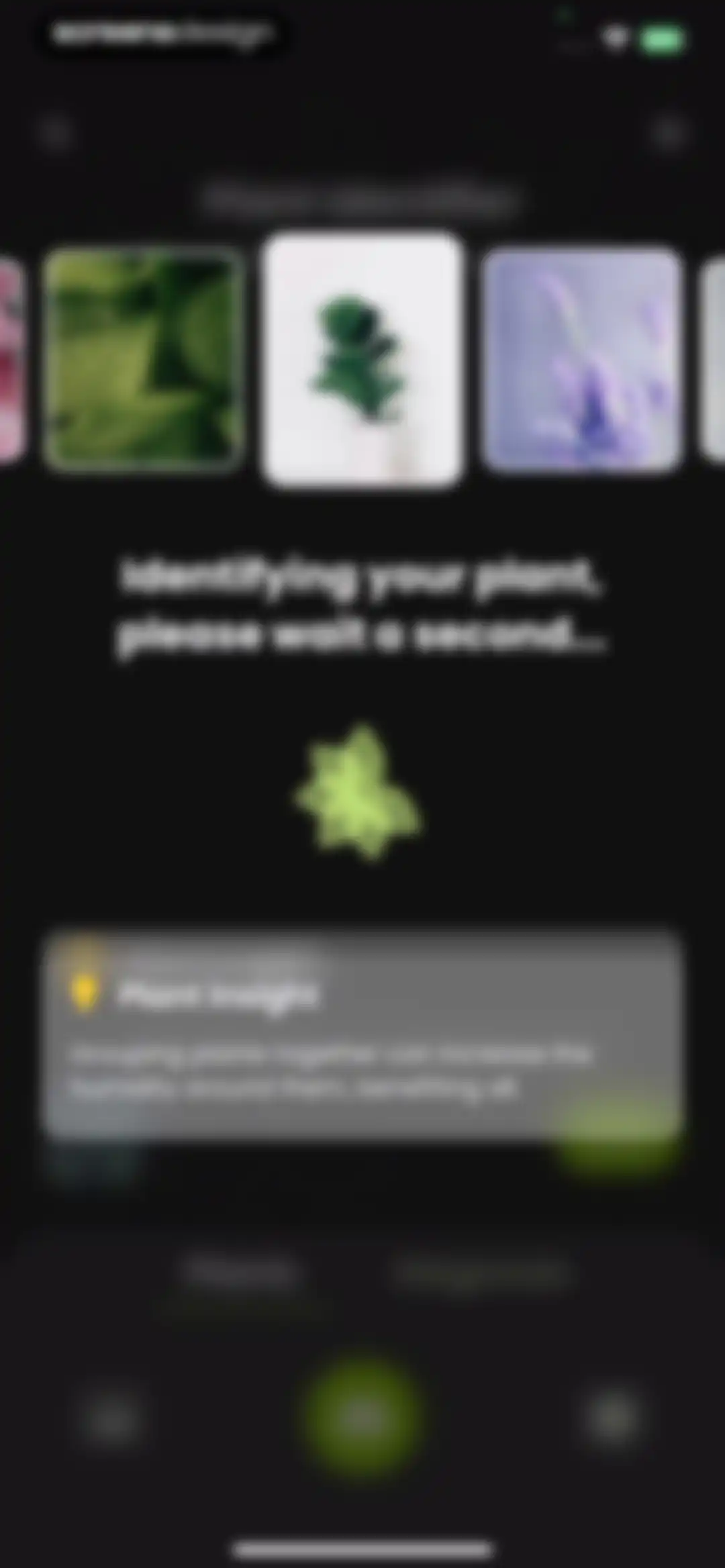 Plant Identifier & Care: Ficus screen 76