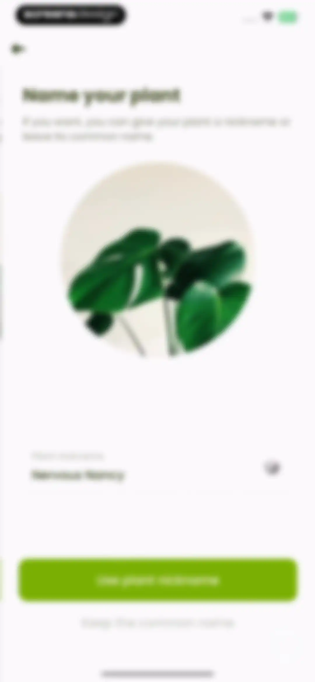 Plant Identifier & Care: Ficus screen 60