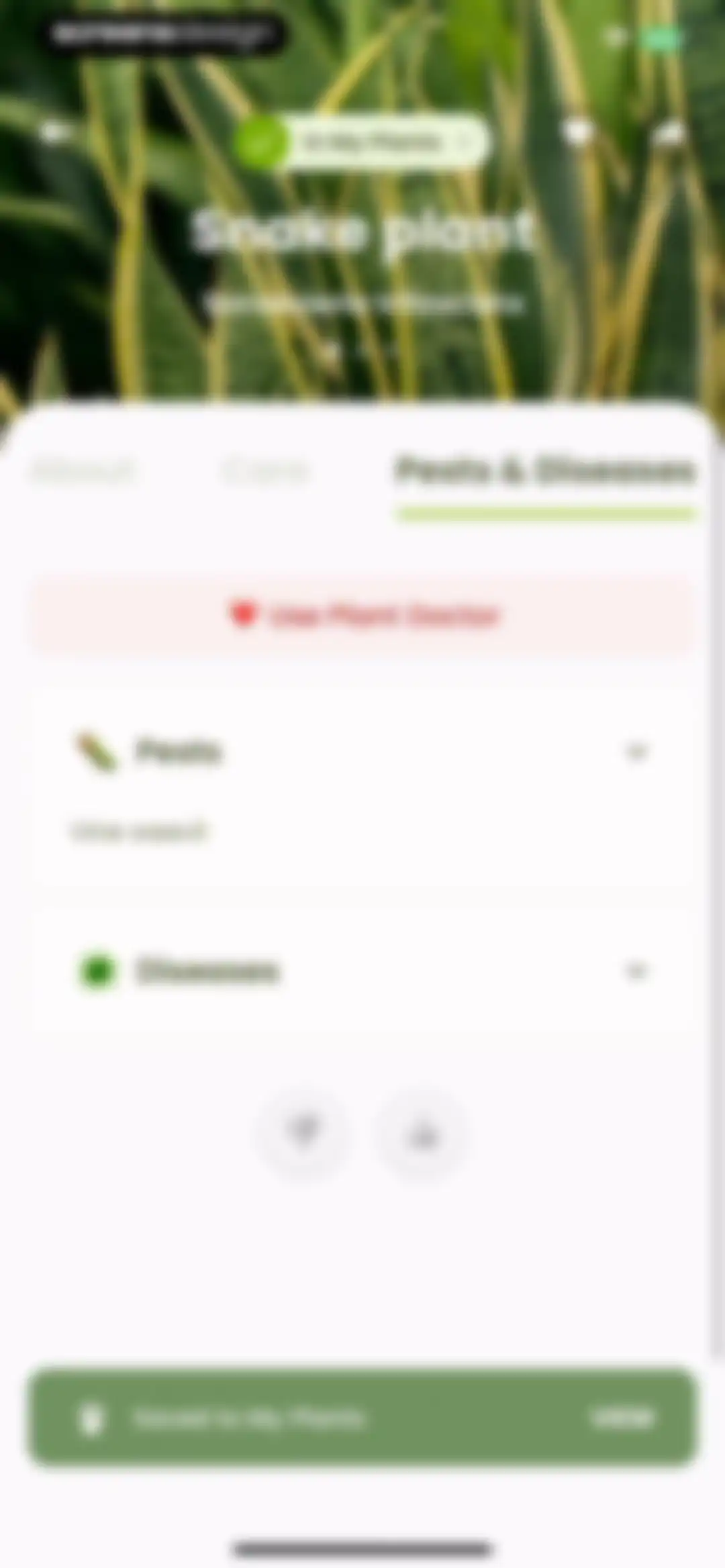 Plant Identifier & Care: Ficus screen 74