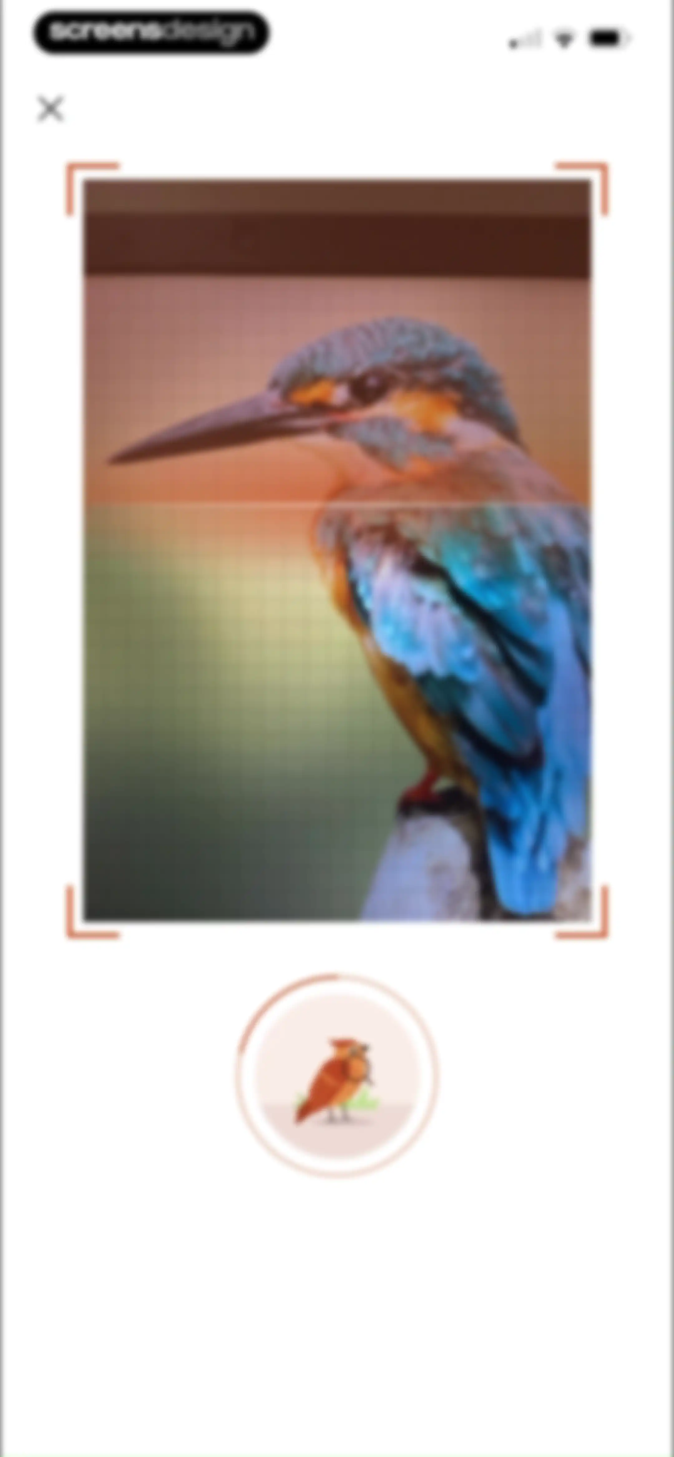 Picture Bird: Bird identifier screen 29
