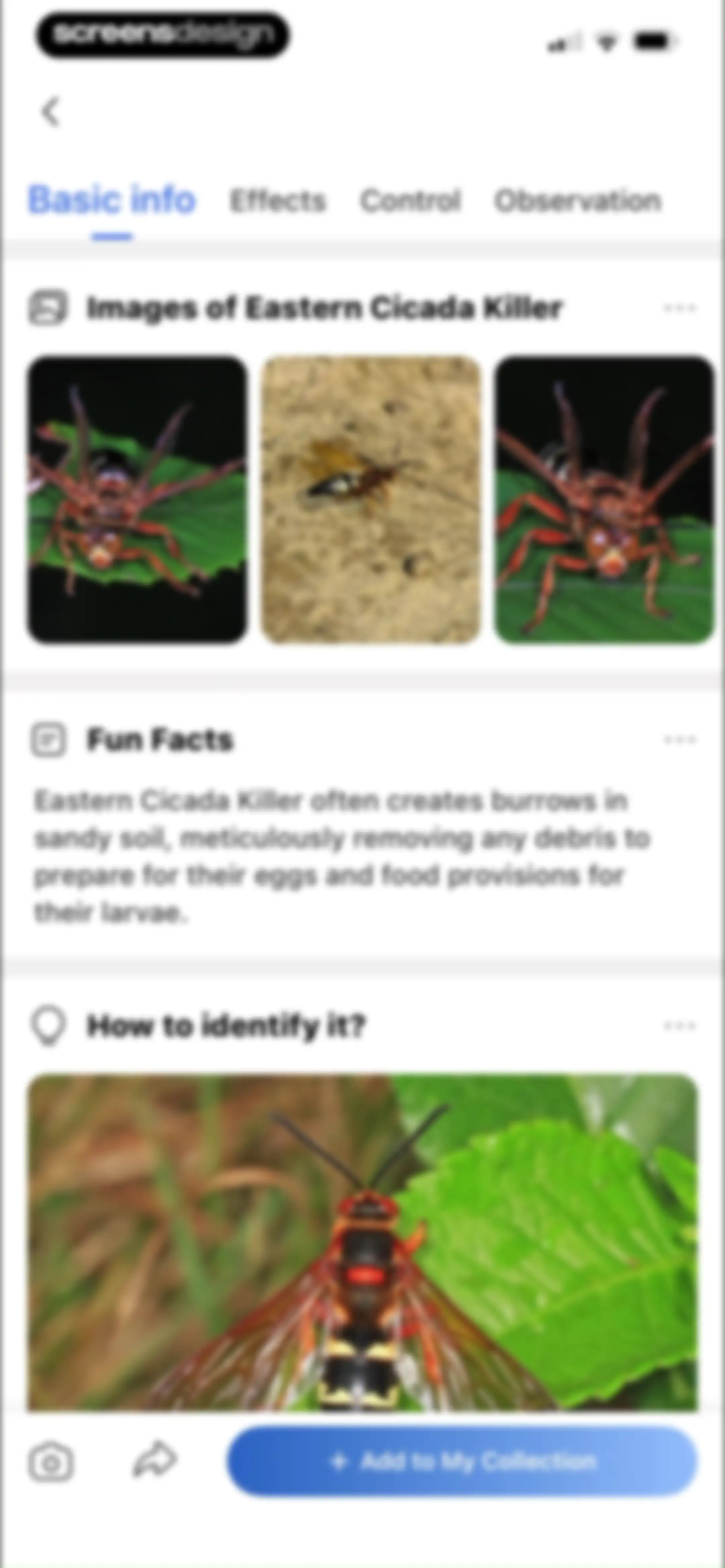 Picture Insect: Bug Identifier screen 26