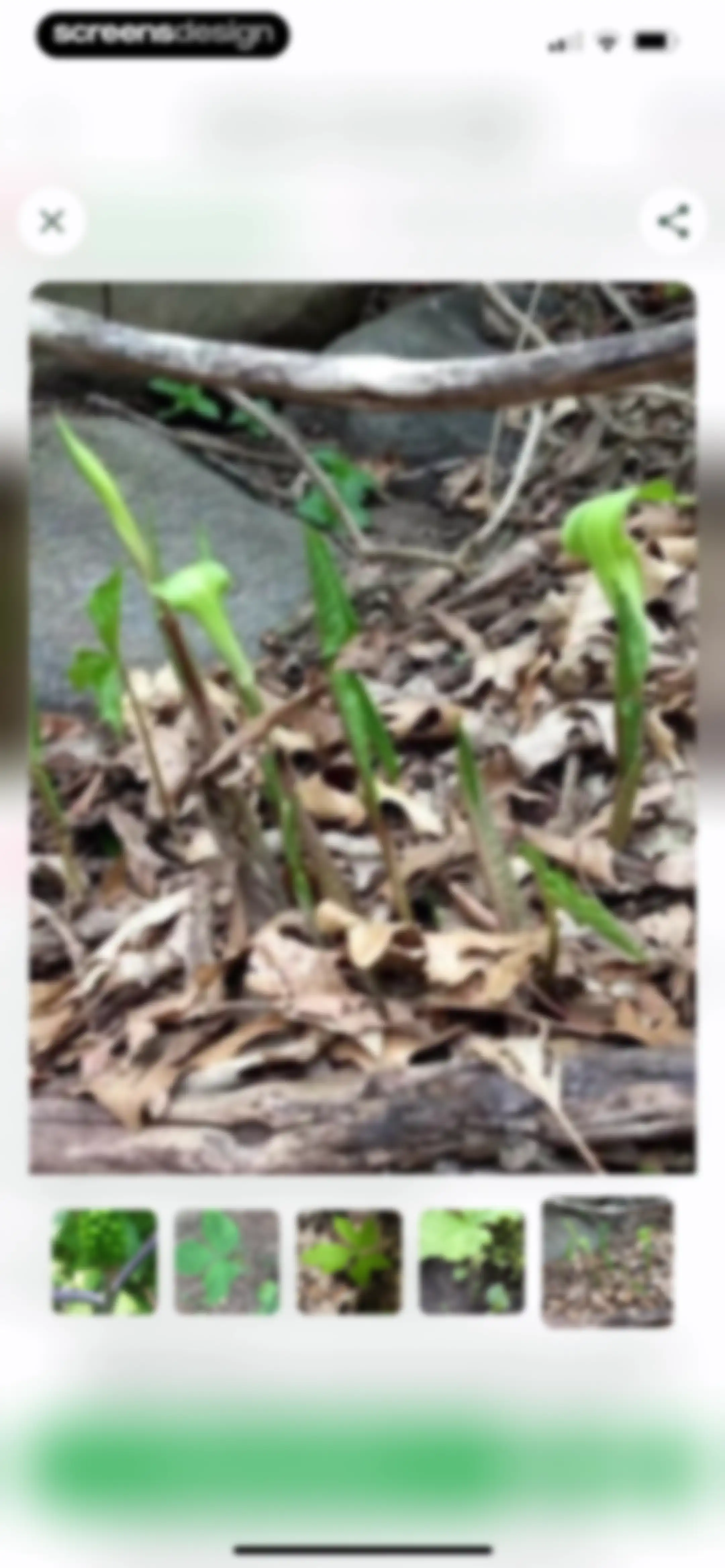 Plant Identifier: Plantiary screen 33