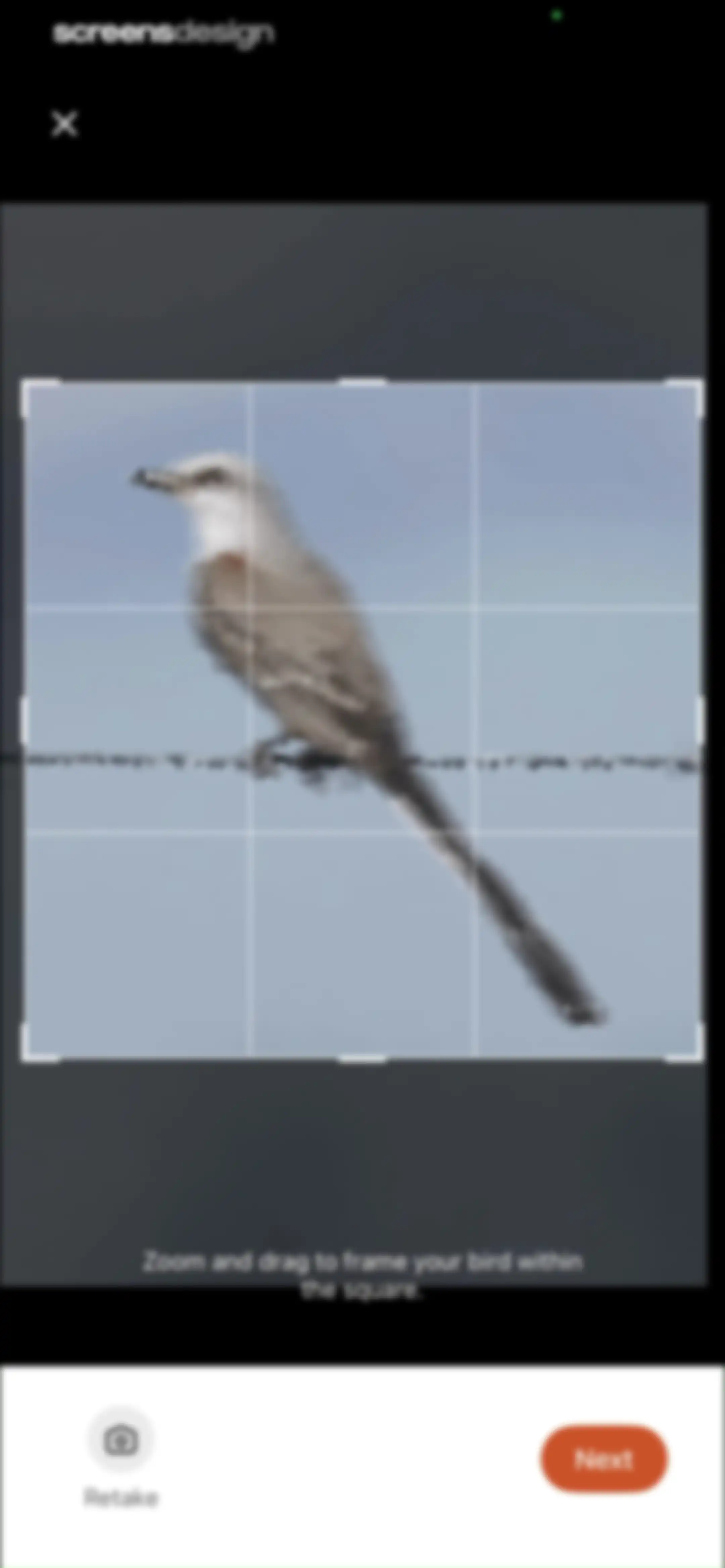 Picture Bird: Bird identifier screen 84