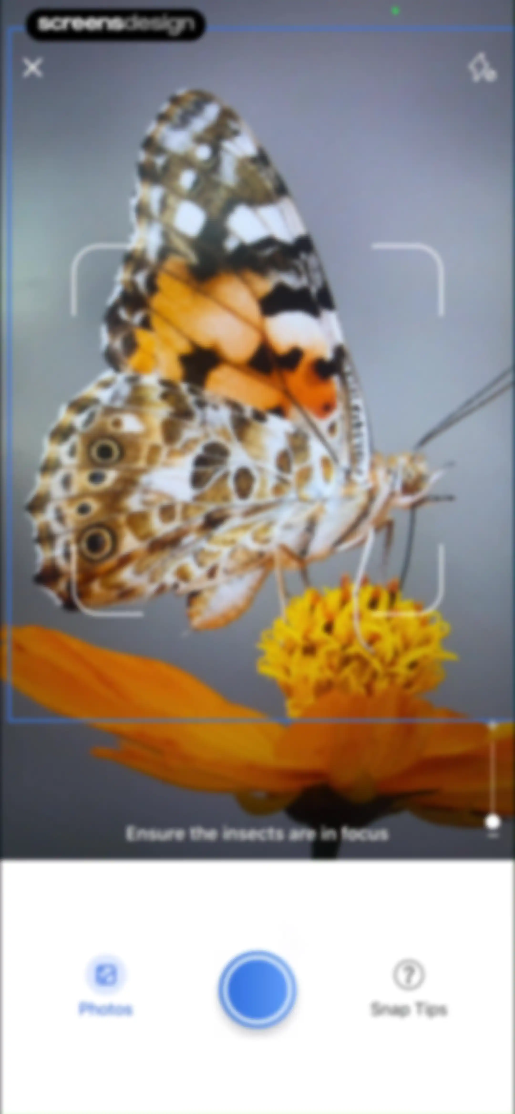 Picture Insect: Bug Identifier screen 49