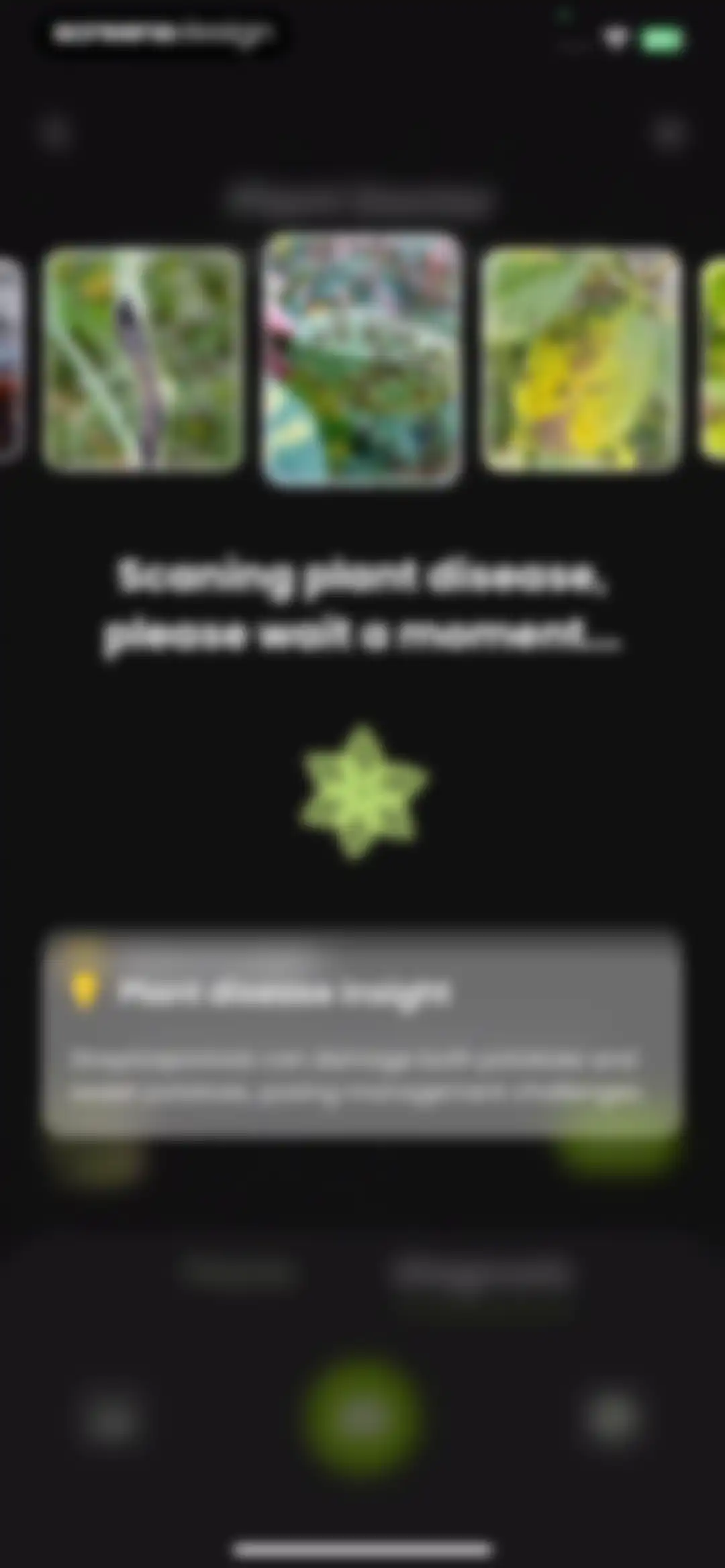 Plant Identifier & Care: Ficus screen 54