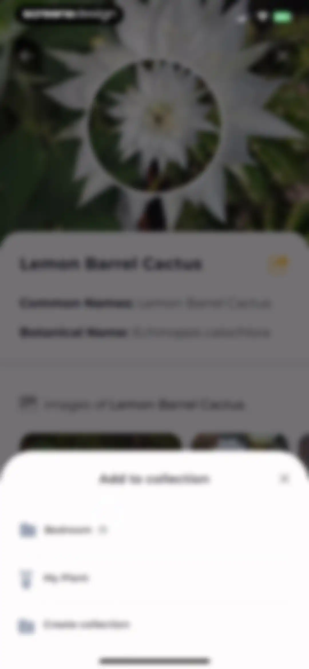 Plant Identifier: LeafSnap screen 48