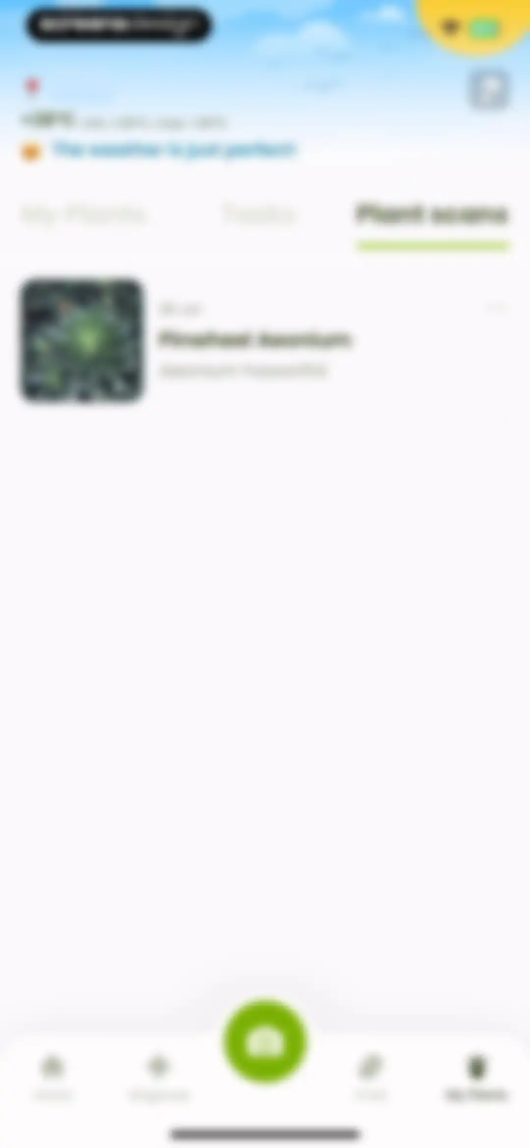 Plant Identifier & Care: Ficus screen 126