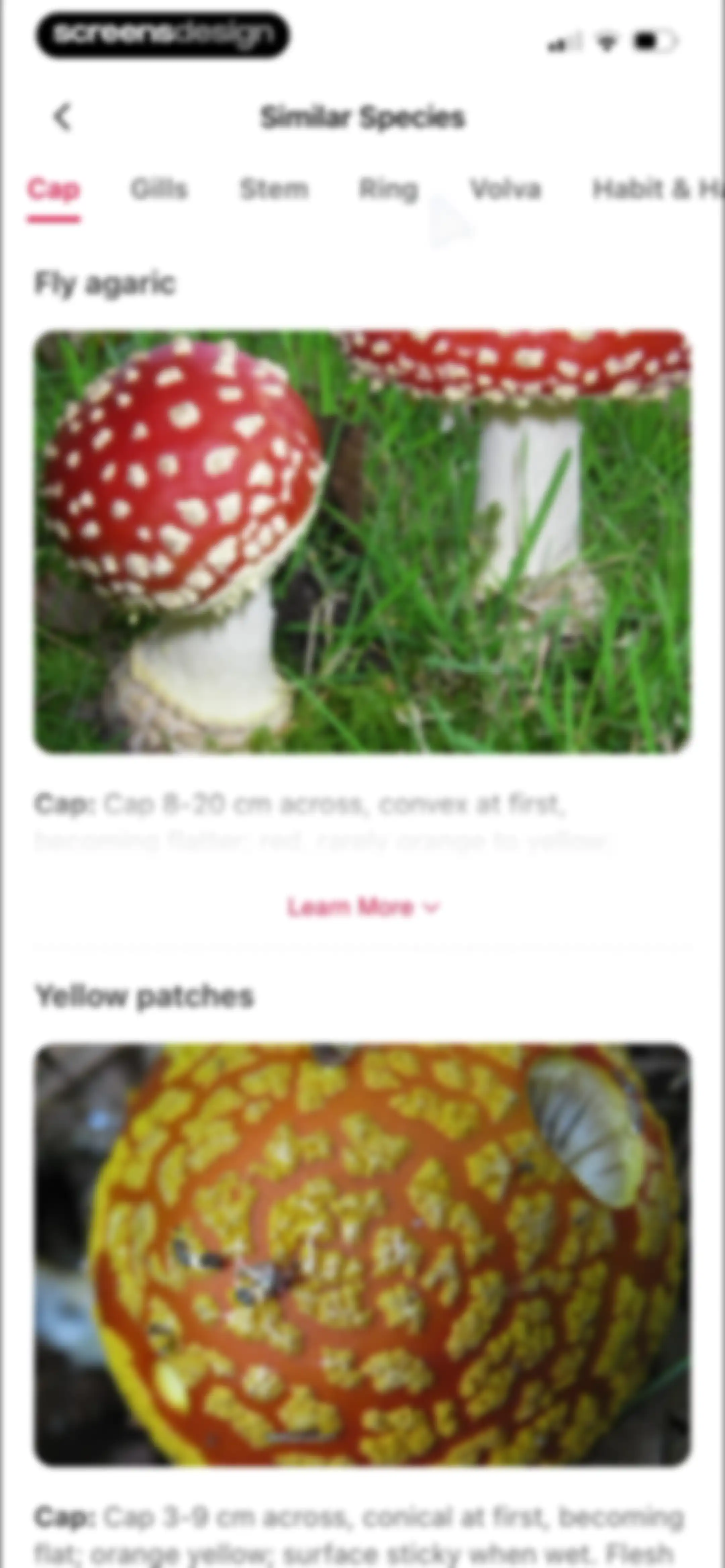 Picture Mushroom: Identifier screen 44