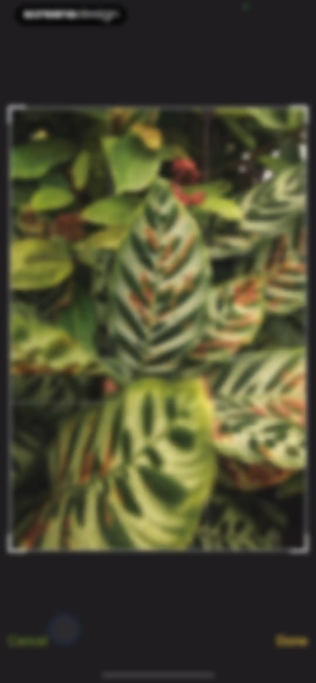 Plant Identifier & Care: Ficus screen 52