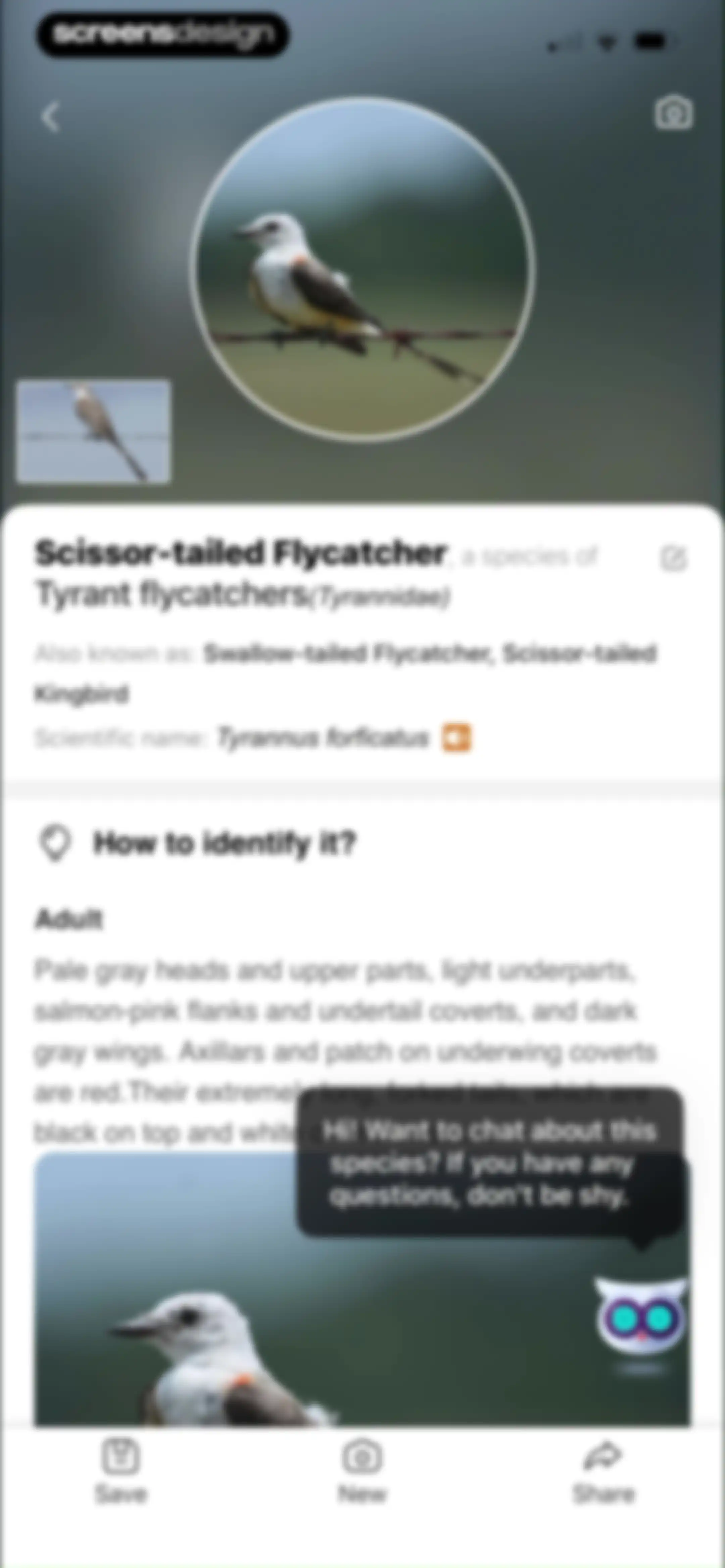 Picture Bird: Bird identifier screen 87