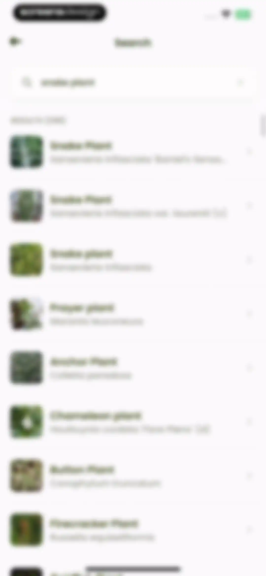 Plant Identifier & Care: Ficus screen 70