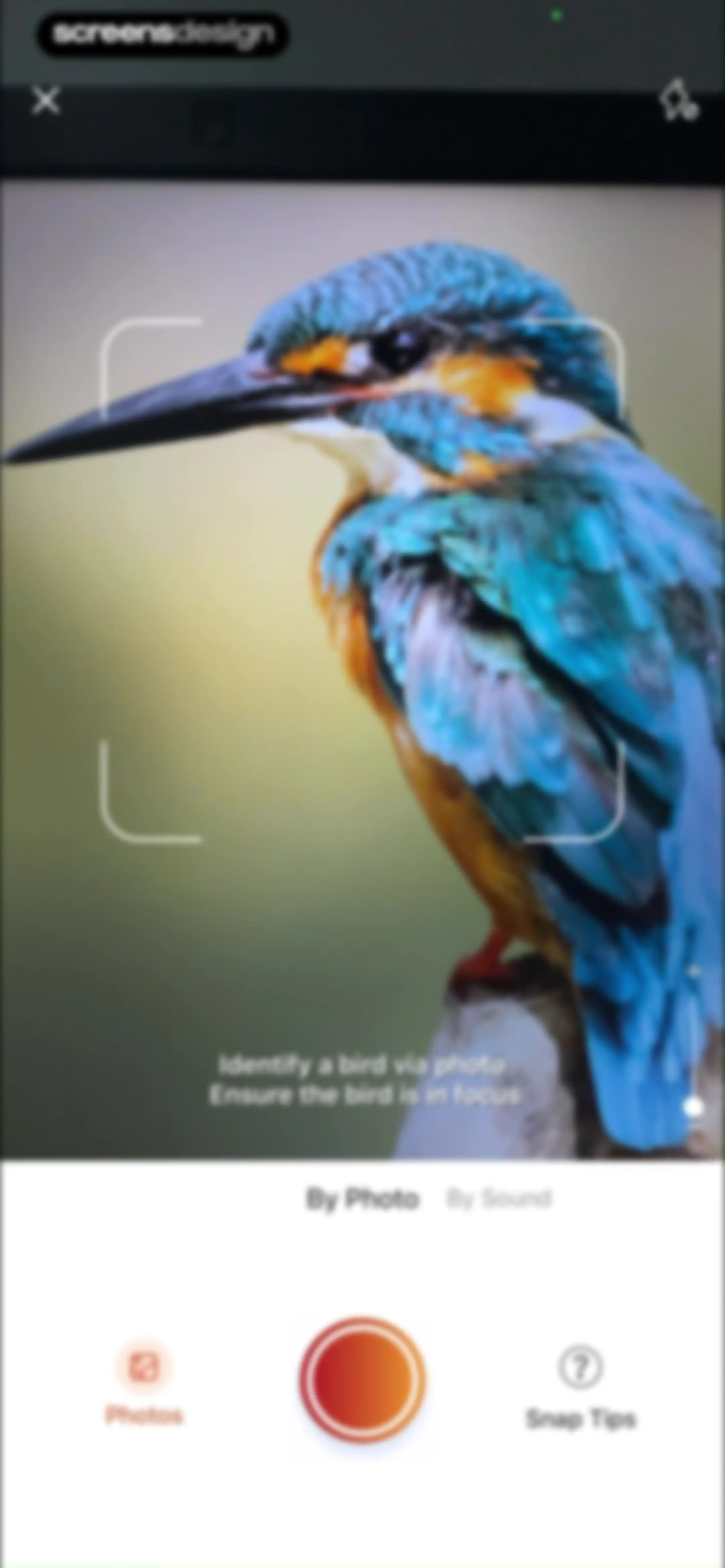 Picture Bird: Bird identifier screen 28