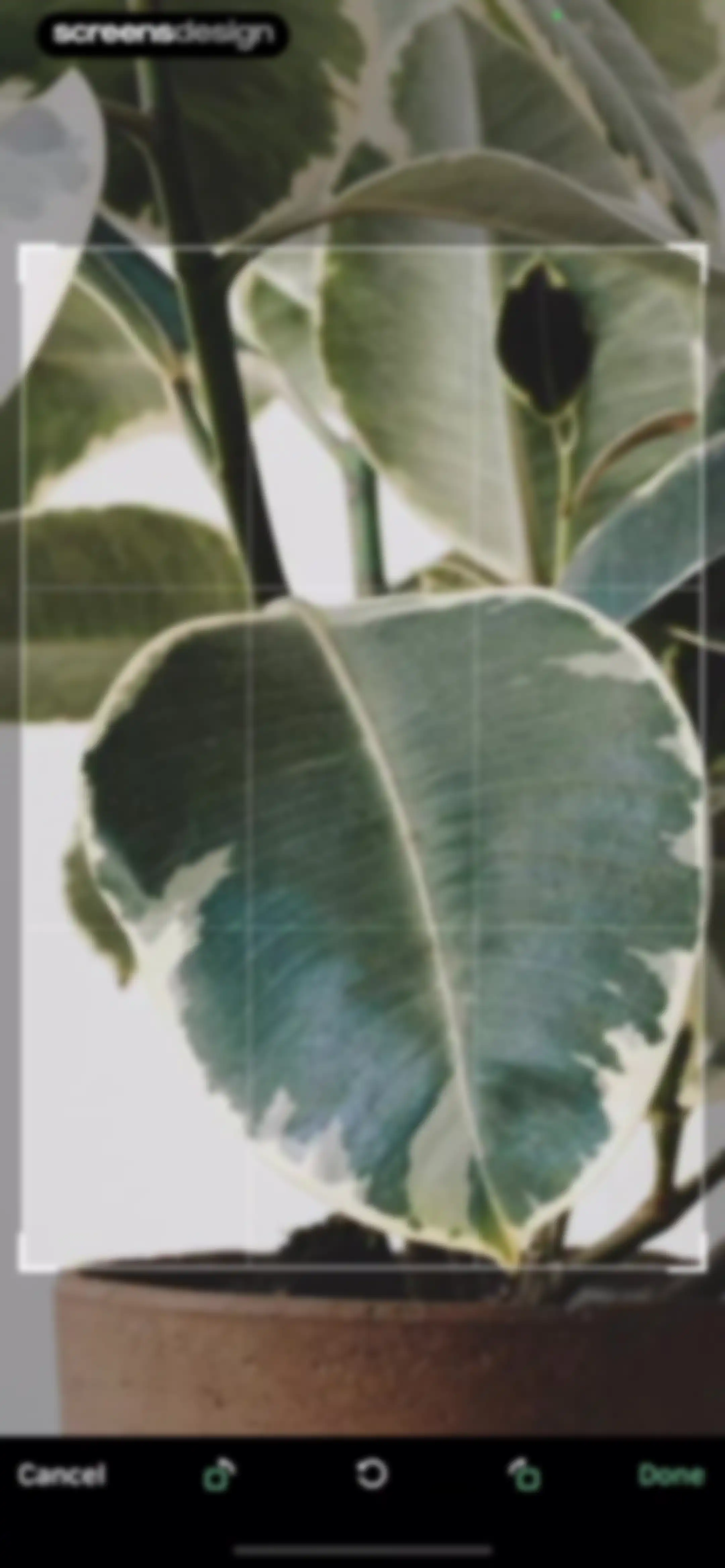 Blossom - Plant Care Guide screen 73