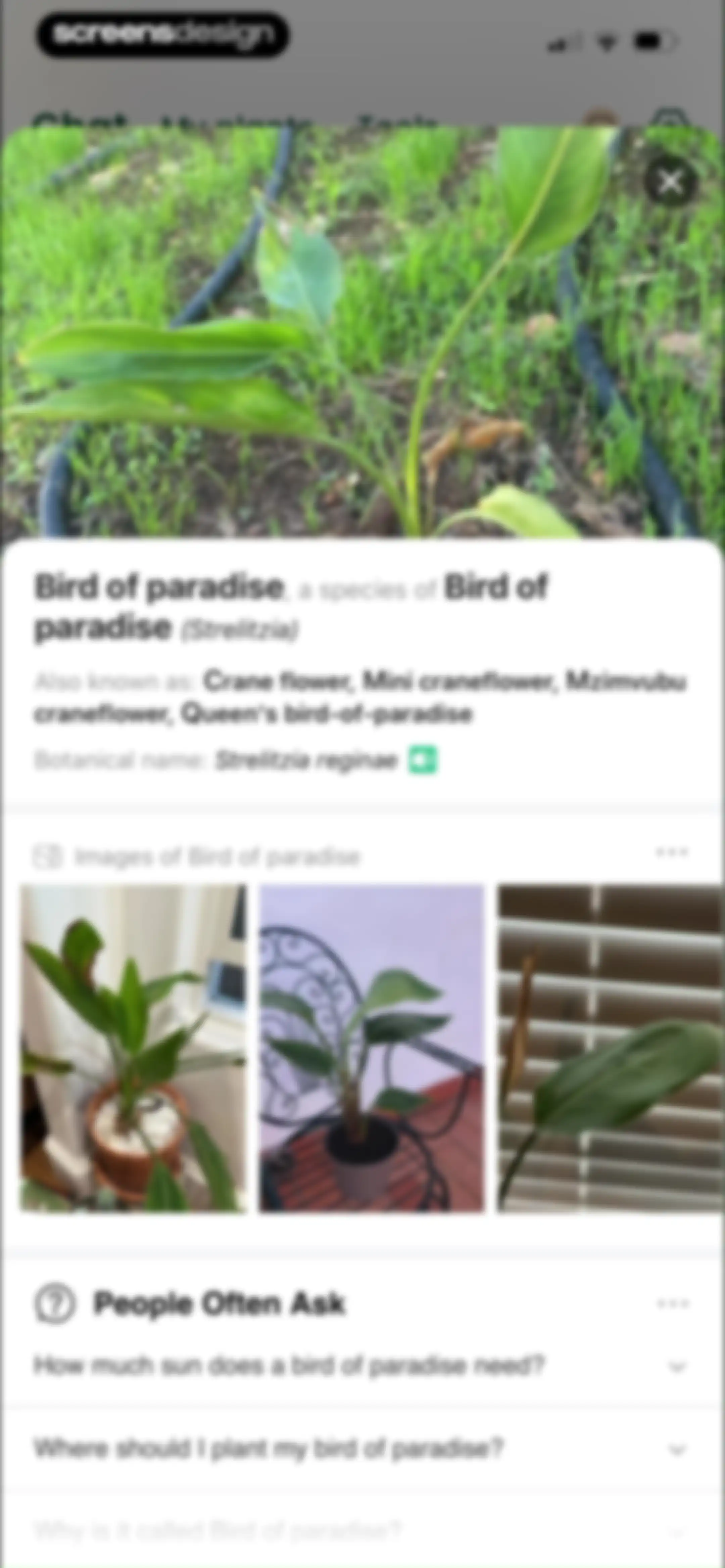 PlantAI: Identifier & Diagnose screen 24