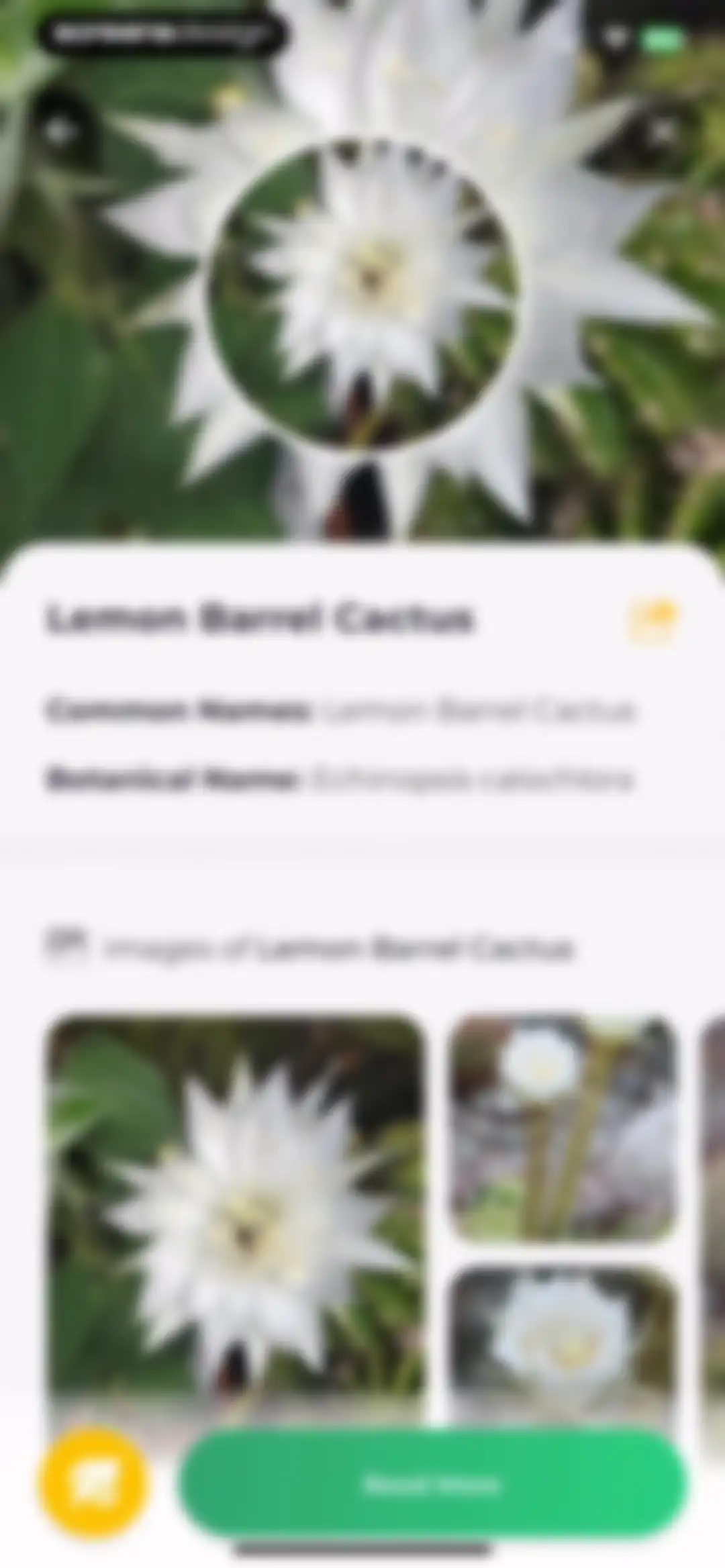 Plant Identifier: LeafSnap screen 47