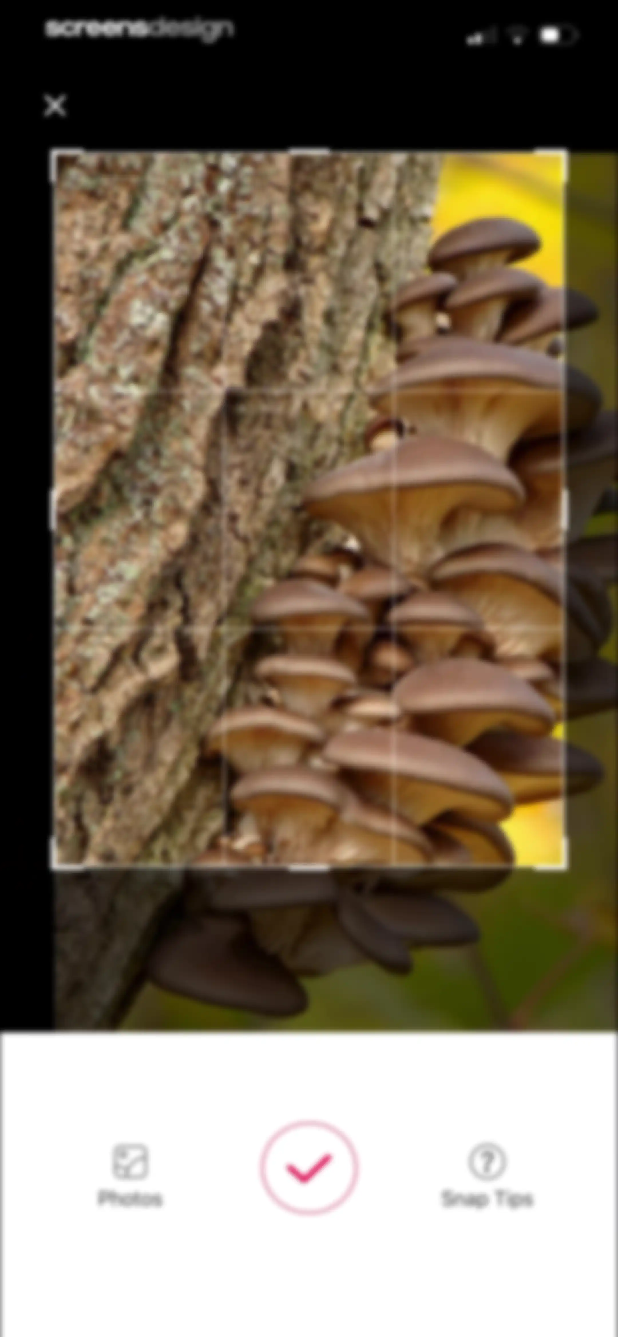 Picture Mushroom: Identifier screen 76
