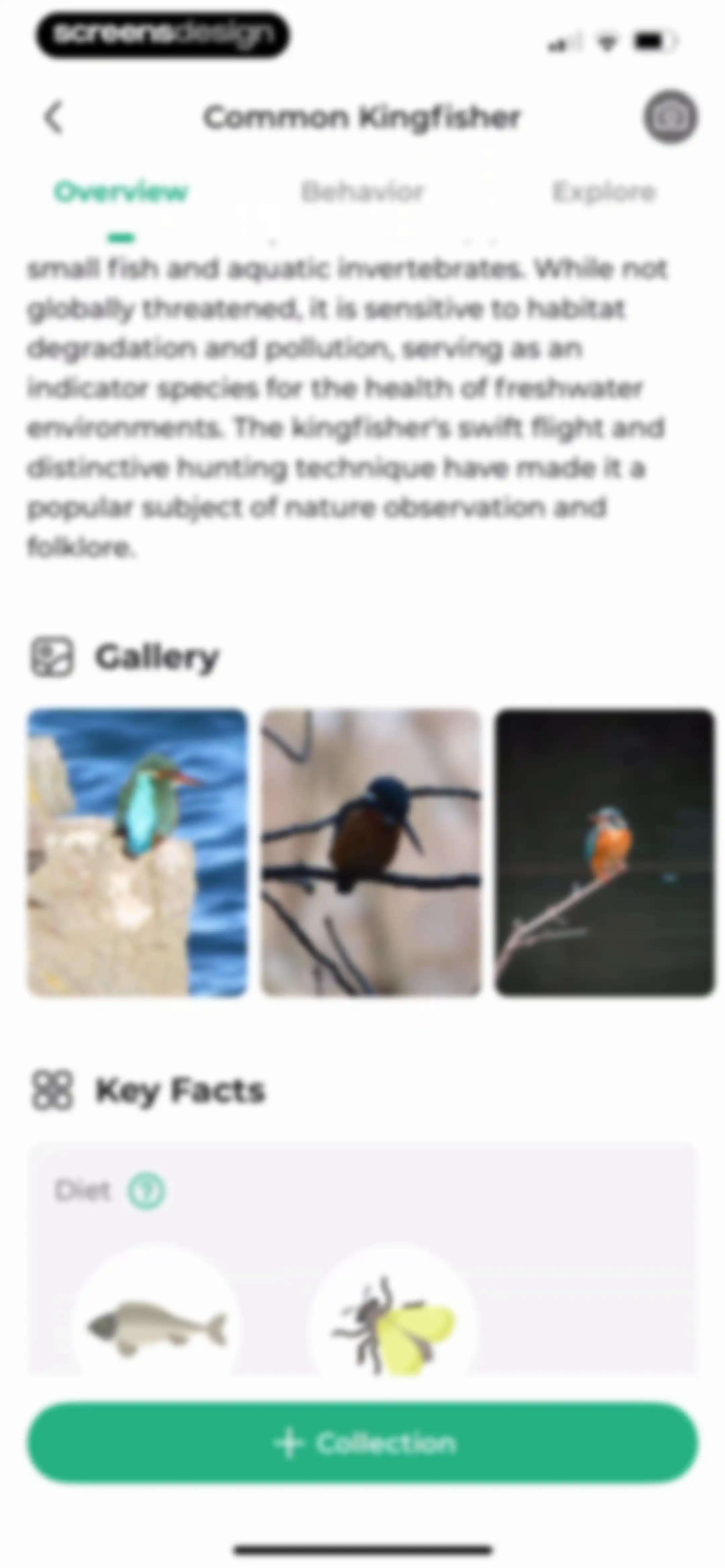 Bird Identifier: BirdScope screen 20