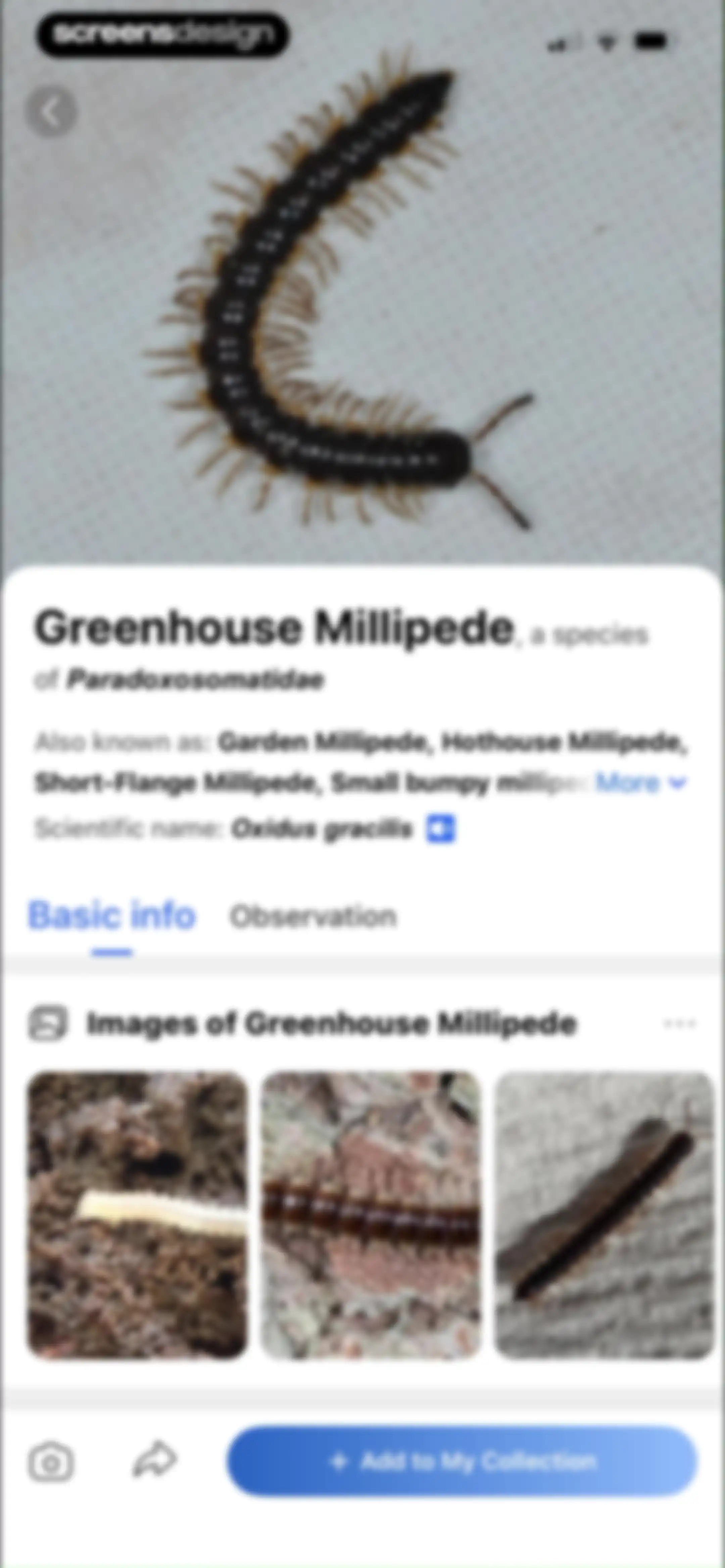 Picture Insect: Bug Identifier screen 78