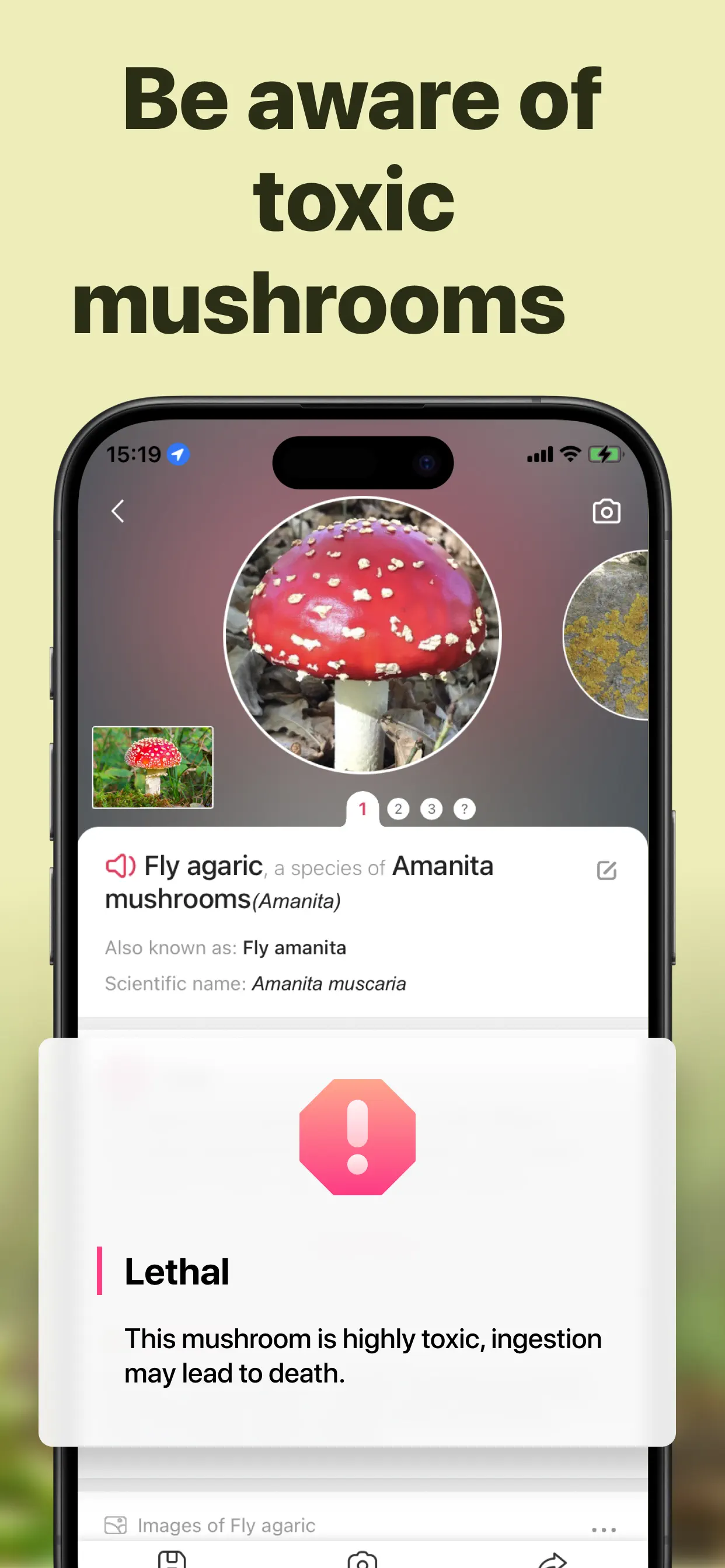 Picture Mushroom: Identifier App Store screenshot 4