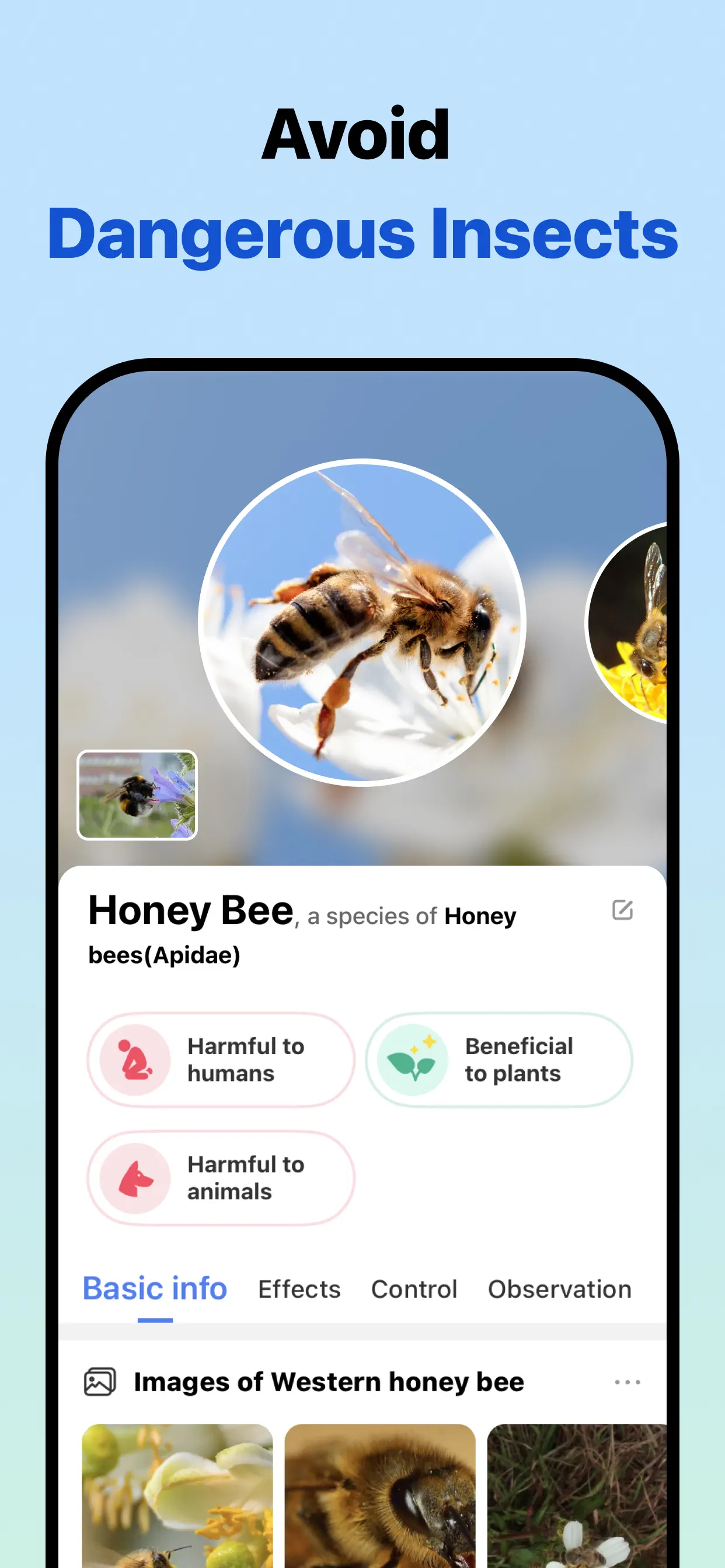 Picture Insect: Bug Identifier App Store screenshot 3