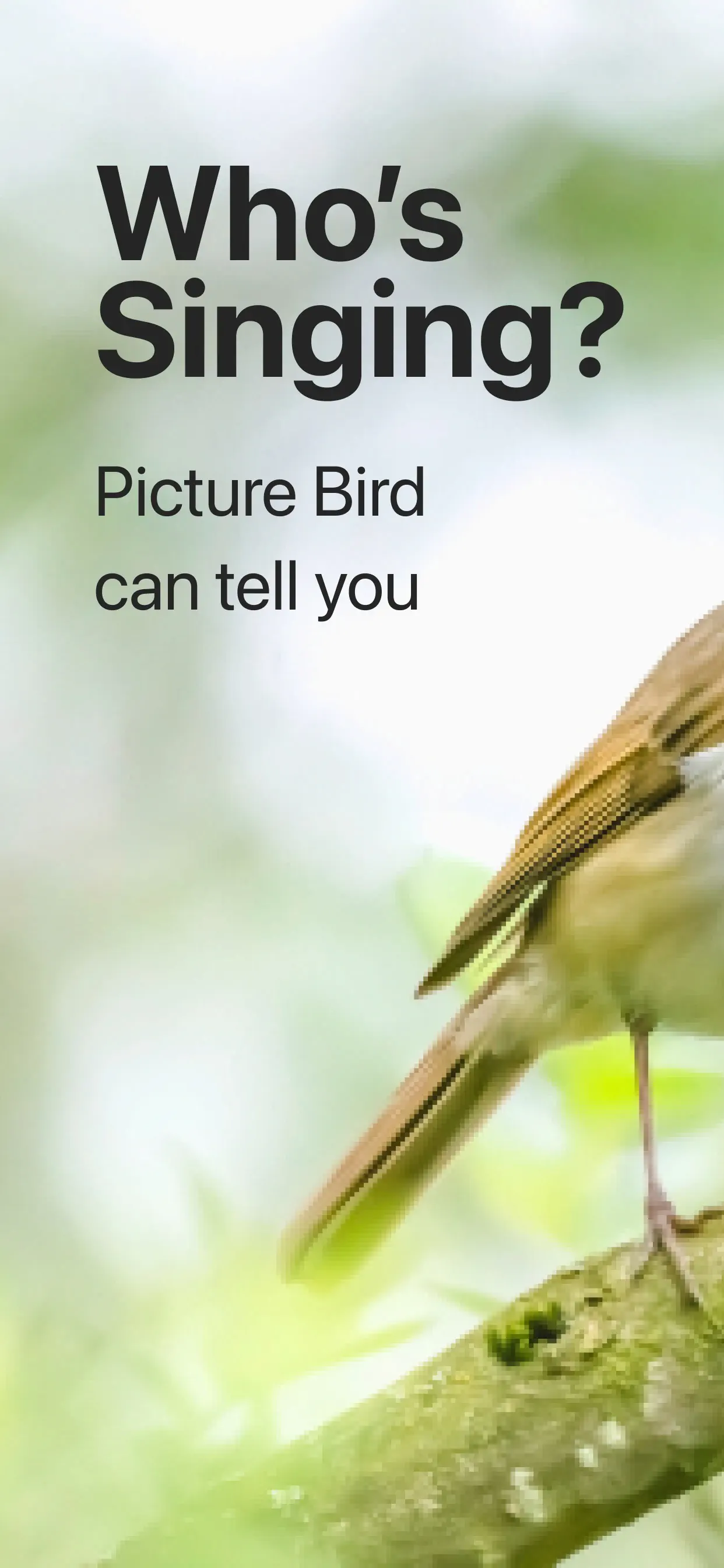 Picture Bird: Bird identifier App Store screenshot 1