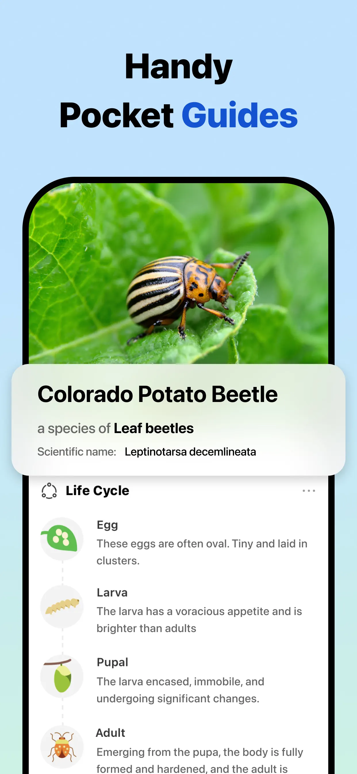 Picture Insect: Bug Identifier App Store screenshot 4
