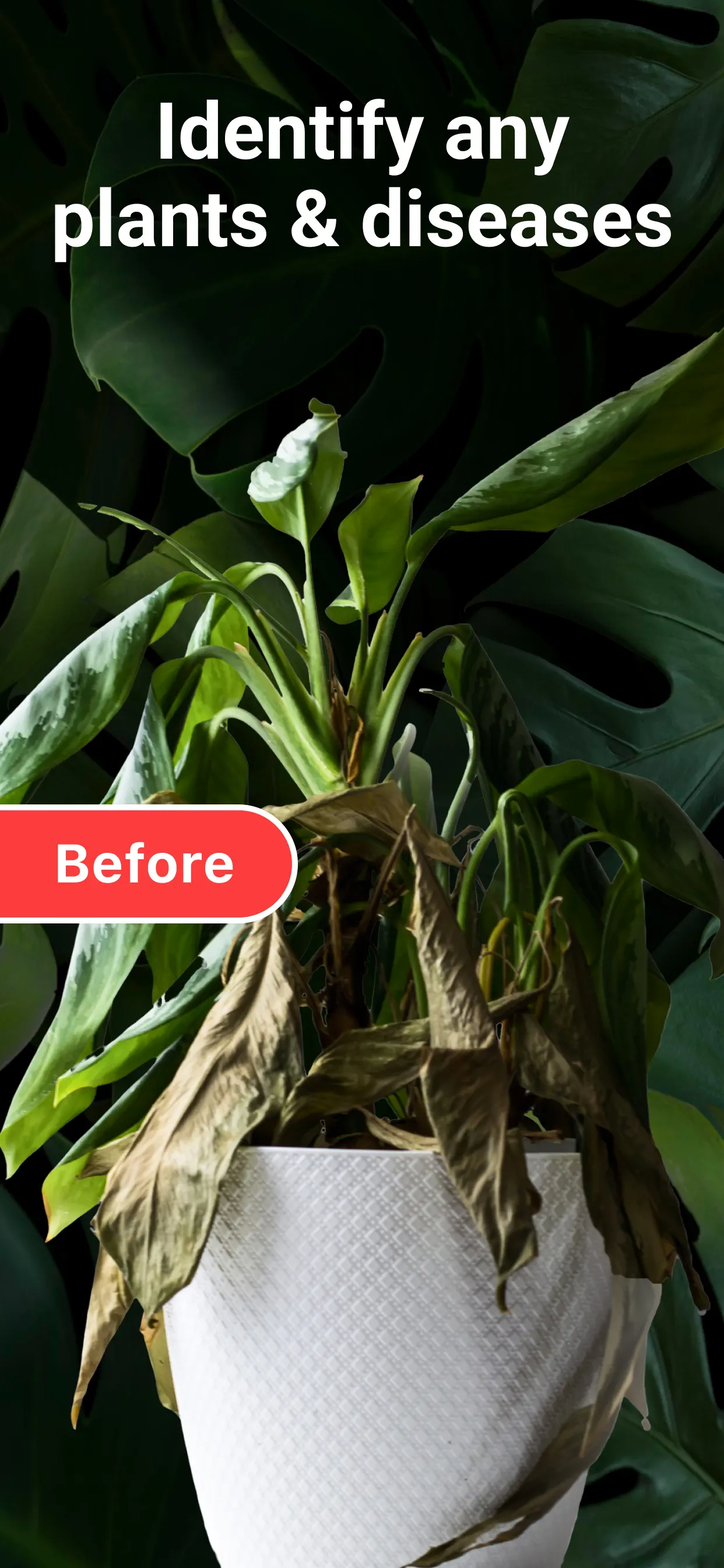 AI Plant Identifier・Care－Lily App Store screenshot 1